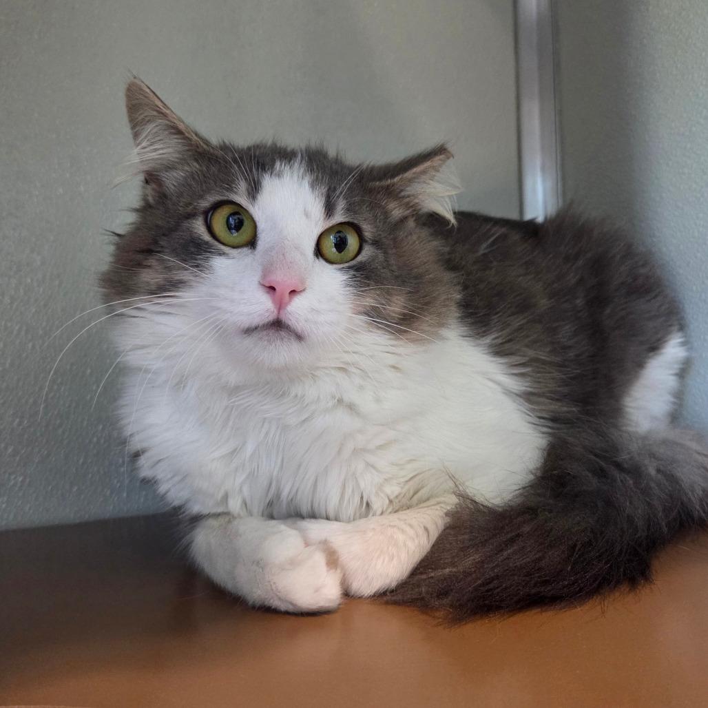 Enlarge Fluff, a Adoptable Domestic Medium Hair in Chattanooga, TN image 3/5