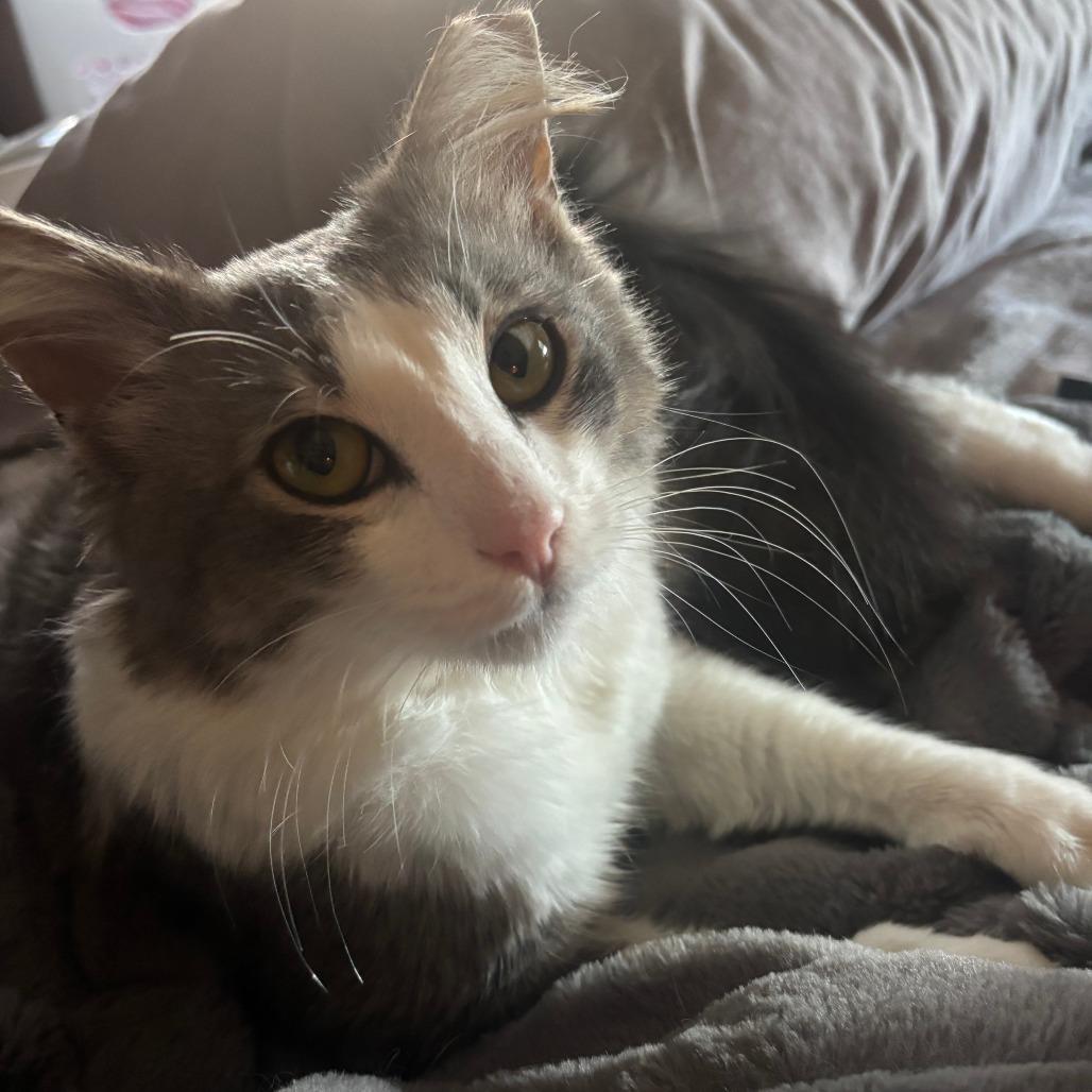 Enlarge Fluff, a Adoptable Domestic Medium Hair in Chattanooga, TN image 4/5