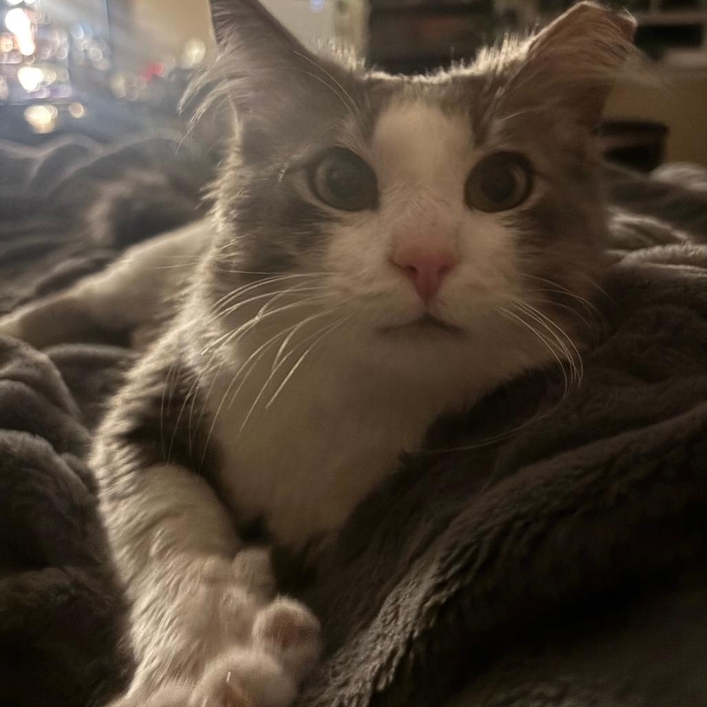 Enlarge Fluff, a Adoptable Domestic Medium Hair in Chattanooga, TN image 5/5