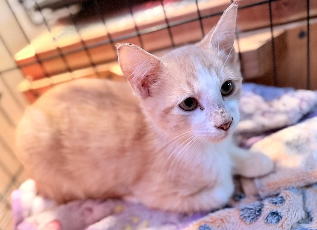 Enlarge Jack, a Adoptable Domestic Medium Hair in Reno, NV image 3/3