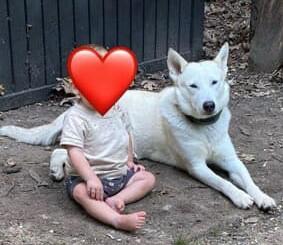 Huck, a Adoptable Klee Kai in Brattleboro, VT image 3/6