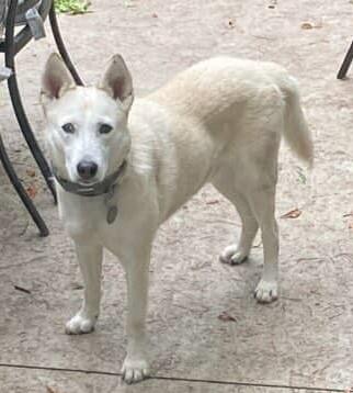Huck, a Adoptable Klee Kai in Brattleboro, VT image 2/6
