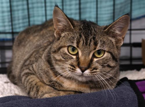 Enlarge Cinnamon, a Adoptable mixed breed in Thief River Falls, MN image 1/1