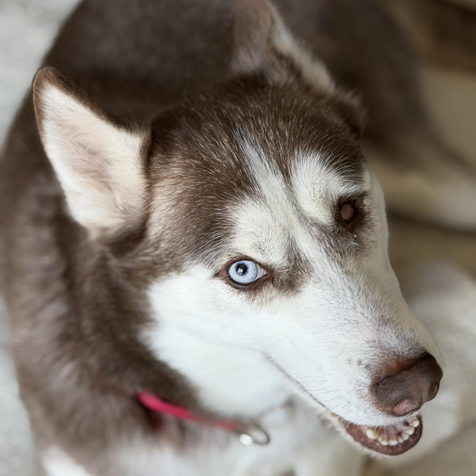 Rosie, an adoptable Siberian Husky in Coachella, CA image 1/3