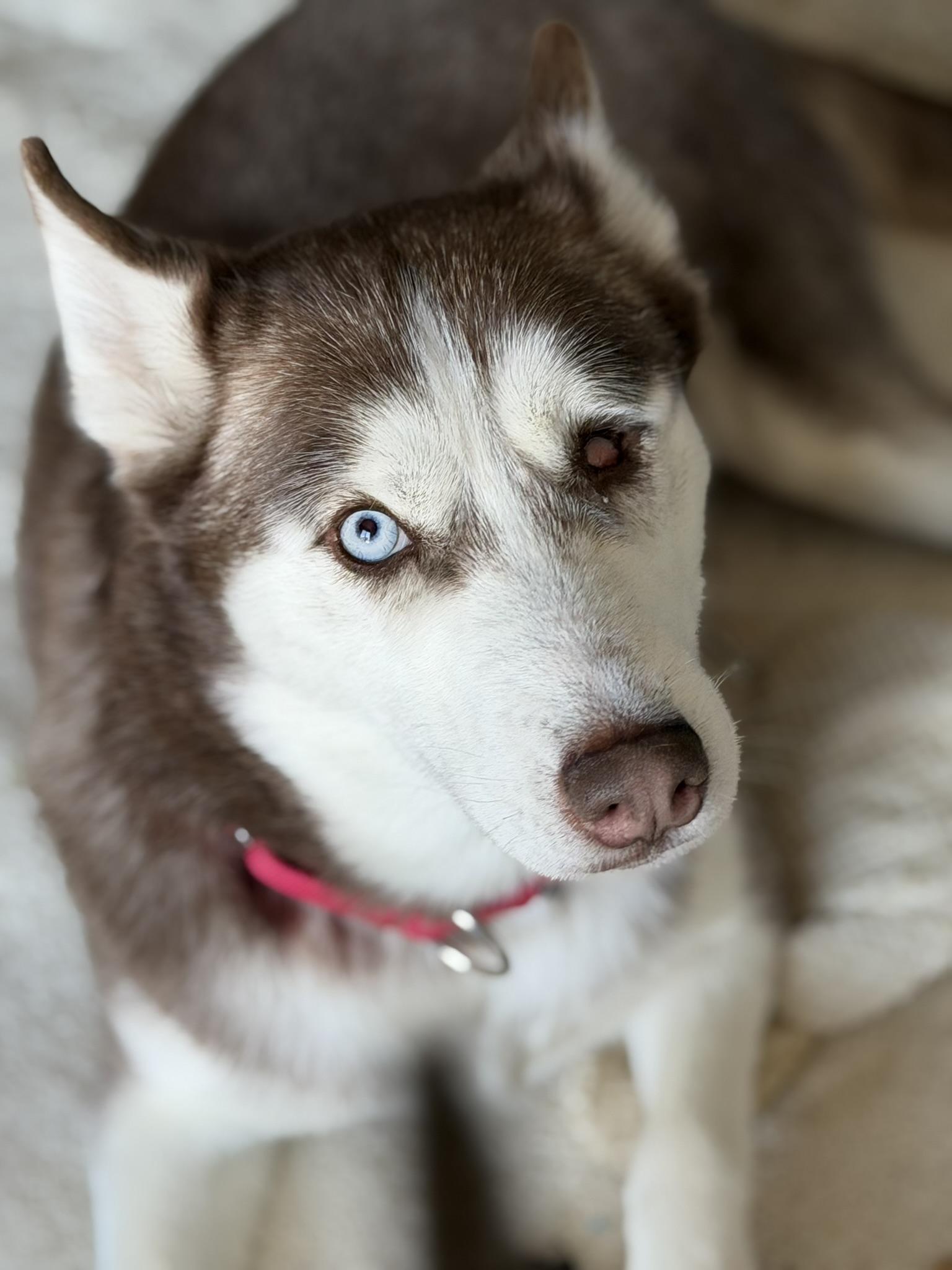 Rosie, an adoptable Siberian Husky in Coachella, CA image 2/3