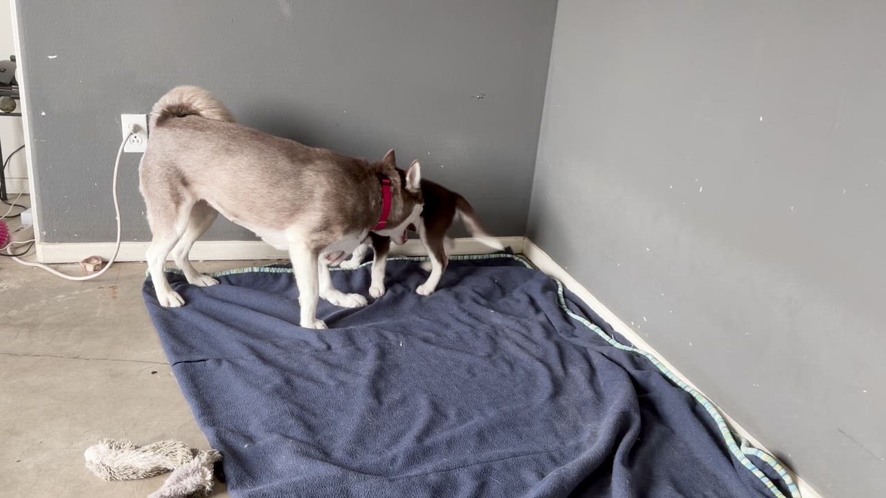 Enlarge Rosie, an adoptable Siberian Husky in Coachella, CA video 3/3