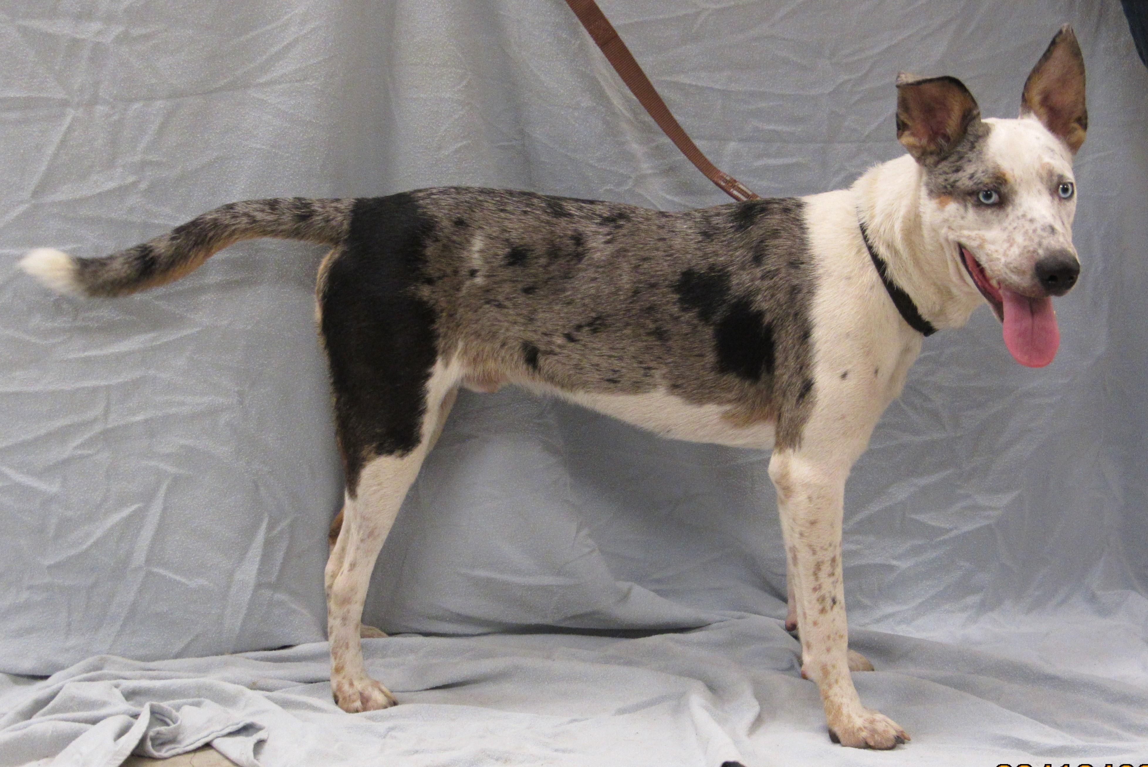 Chestnut 2, a Adoptable mixed breed in Conroe, TX image 3/4