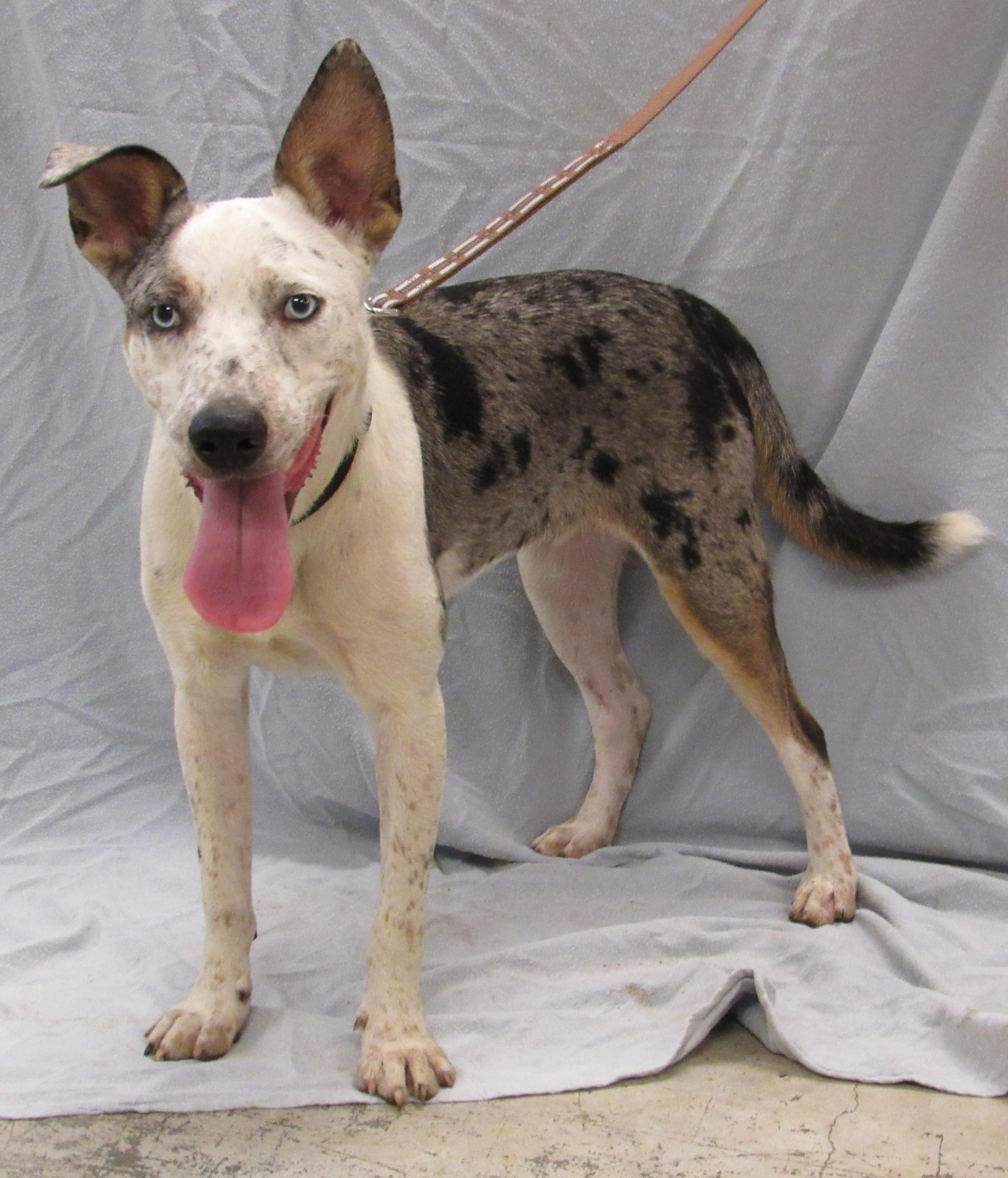 Chestnut 2, a Adoptable mixed breed in Conroe, TX image 2/4