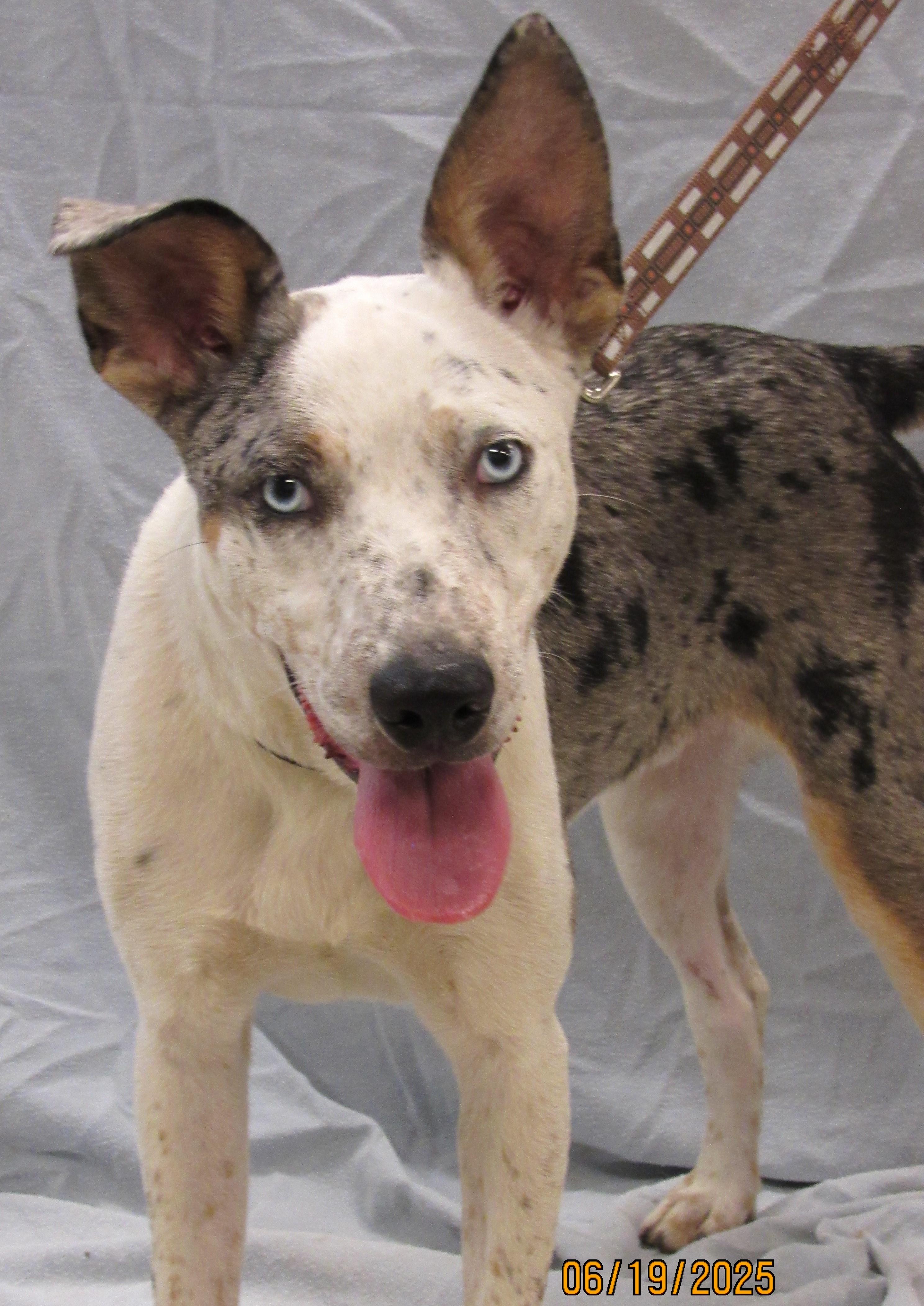 Chestnut 2, Adoptable, Young Male Cattle Dog & Australian Shepherd.