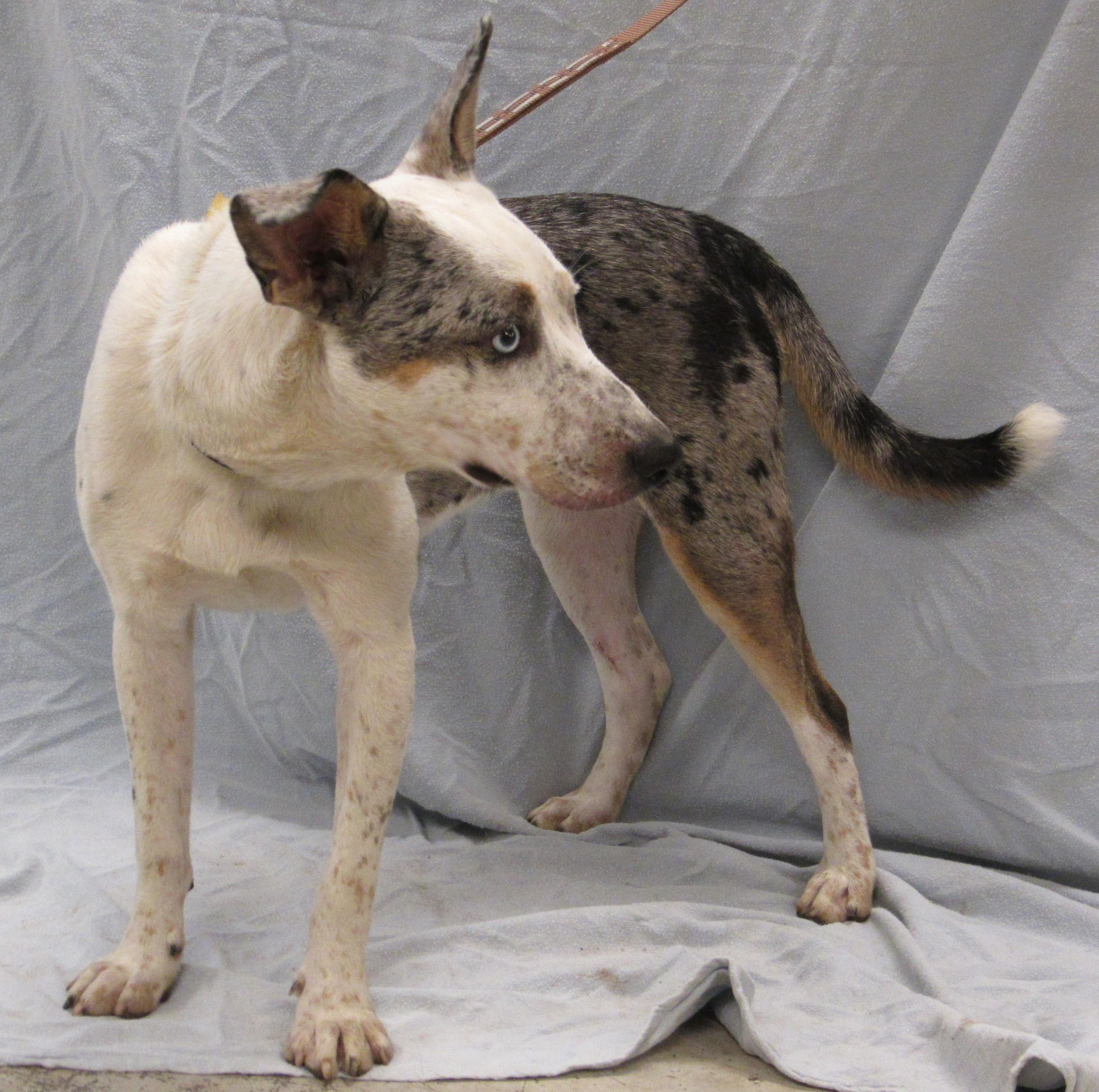 Chestnut 2, a Adoptable mixed breed in Conroe, TX image 4/4