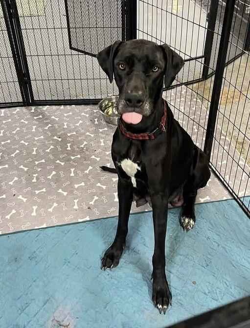 Enlarge Khelessi, a Adoptable Great Dane in Union Beach, NJ image 1/1