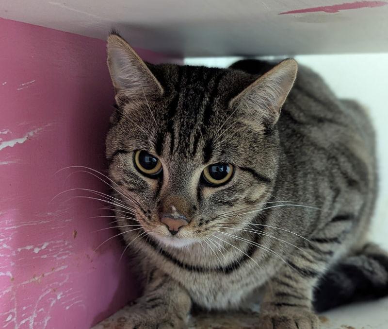 Anchovy, a Adoptable Tabby in Dalzell, IL image 2/3