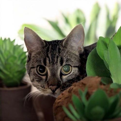 Anchovy, a Adoptable Tabby in Dalzell, IL image 3/3