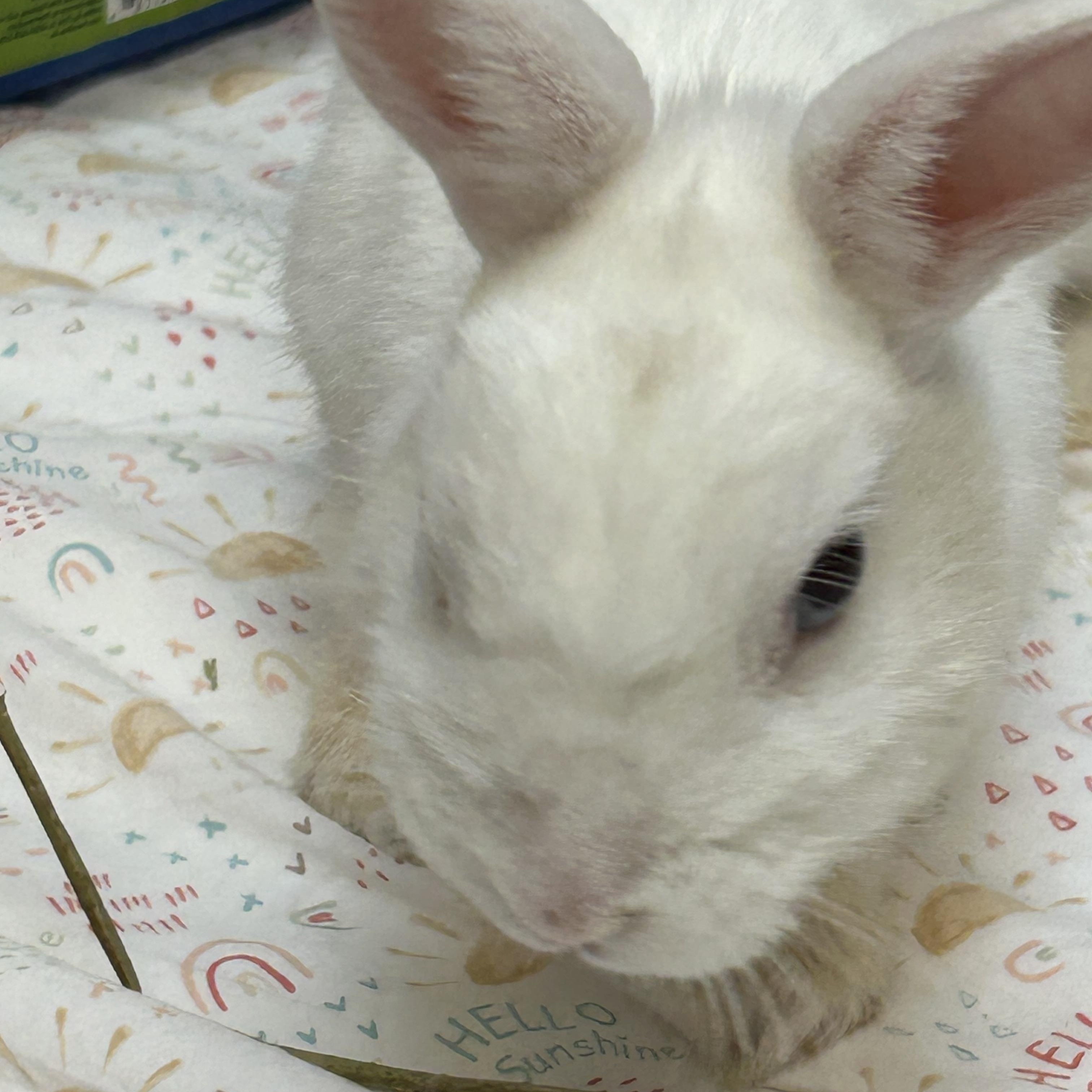 Enlarge Sprinkles, a Adoptable Dwarf in Everett, ON image 1/2