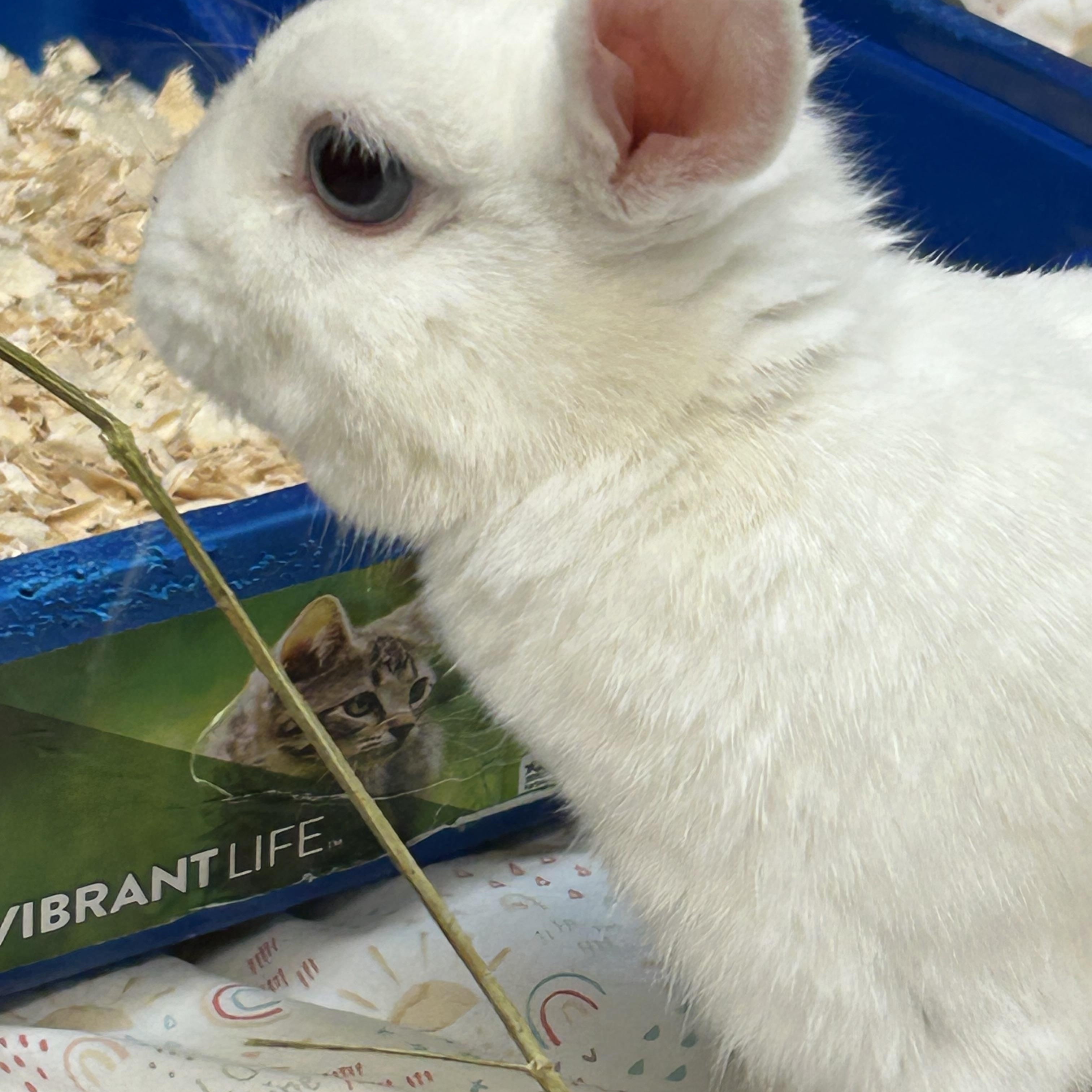 Enlarge Sprinkles, a Adoptable Dwarf in Everett, ON image 2/2