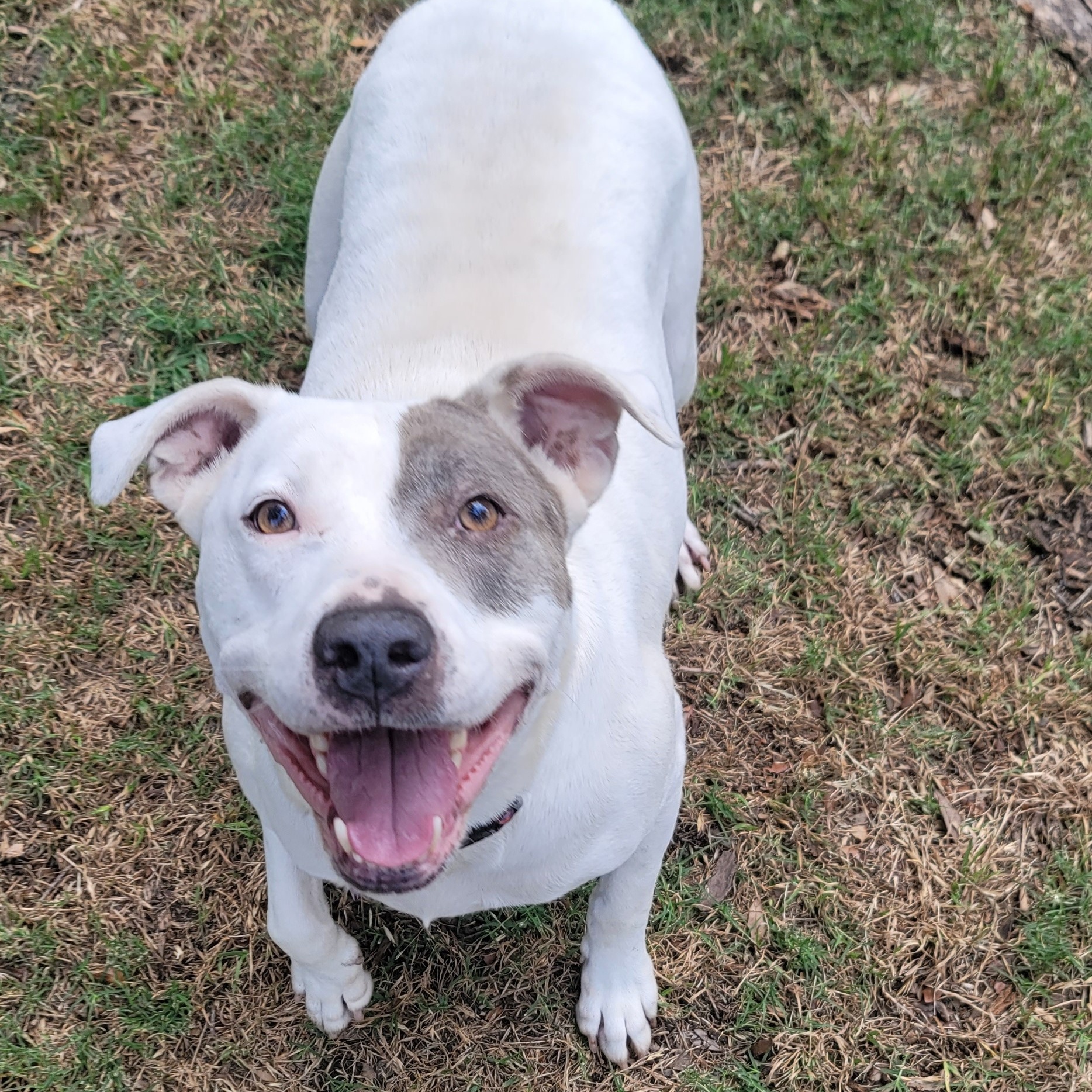 Penny, a Soft, Sweet, Snuggling Girl!!, a Adoptable mixed breed in Roanoke, VA image 1/6