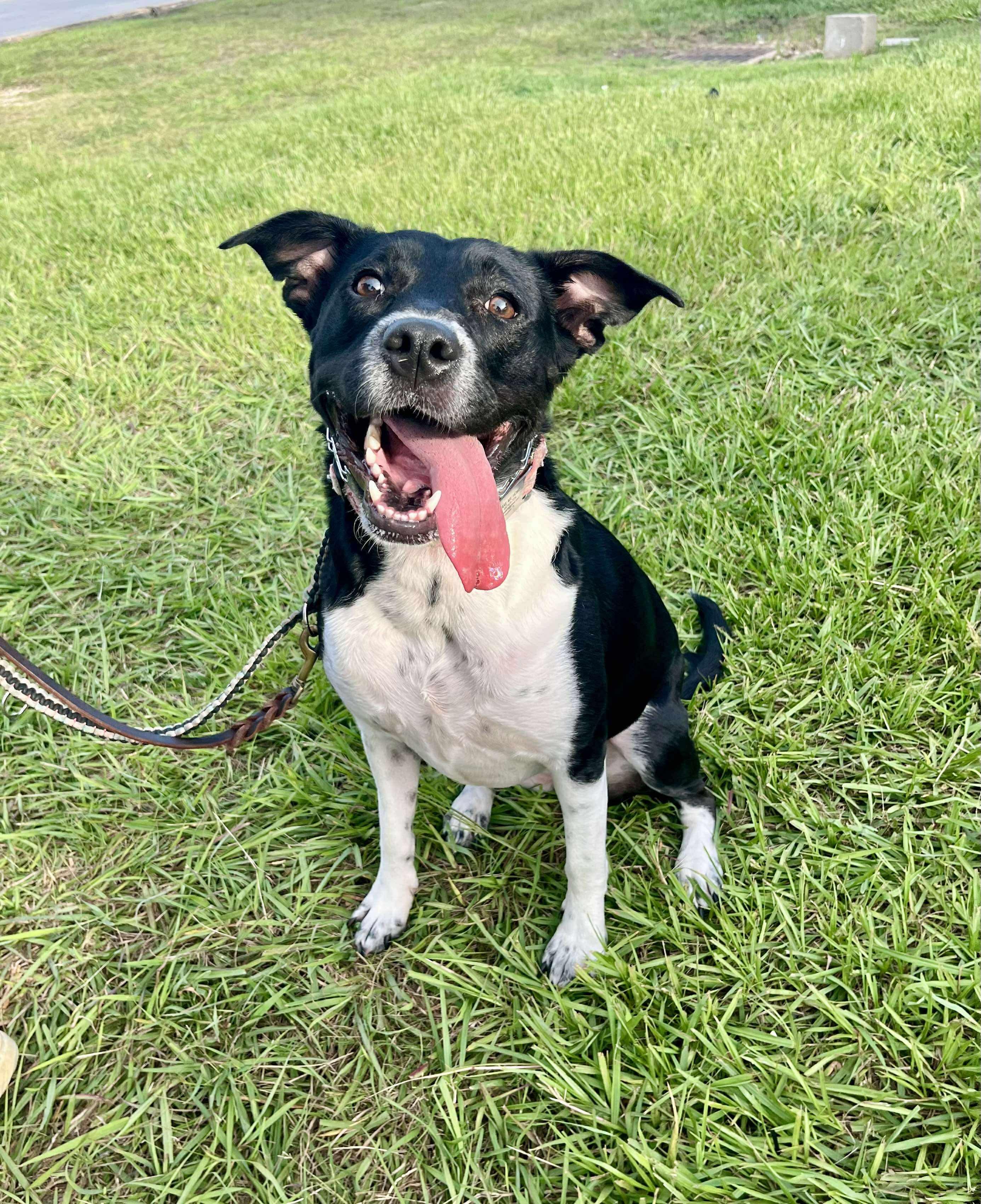 Mikka, Adoptable, Adult Female Border Collie.