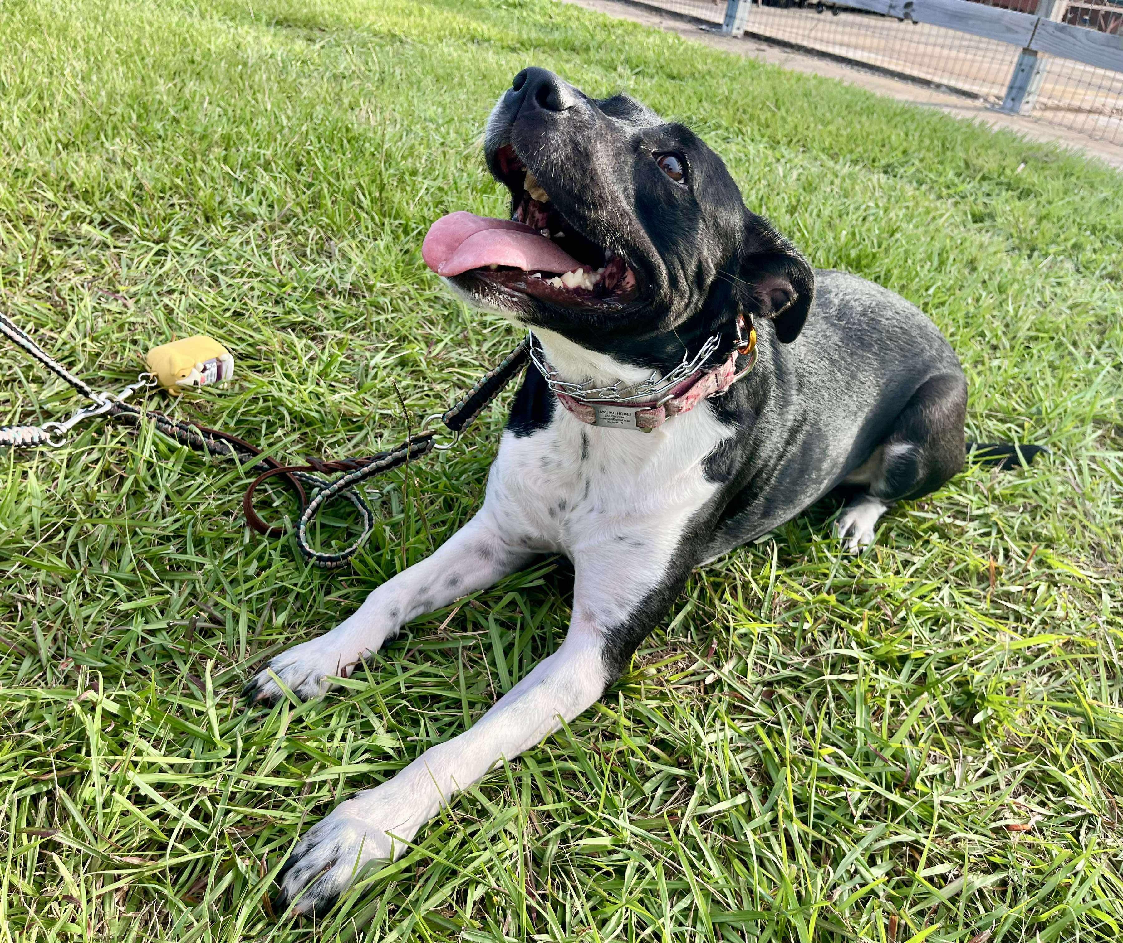 Enlarge Mikka, a Adoptable mixed breed in Houston, TX image 3/6