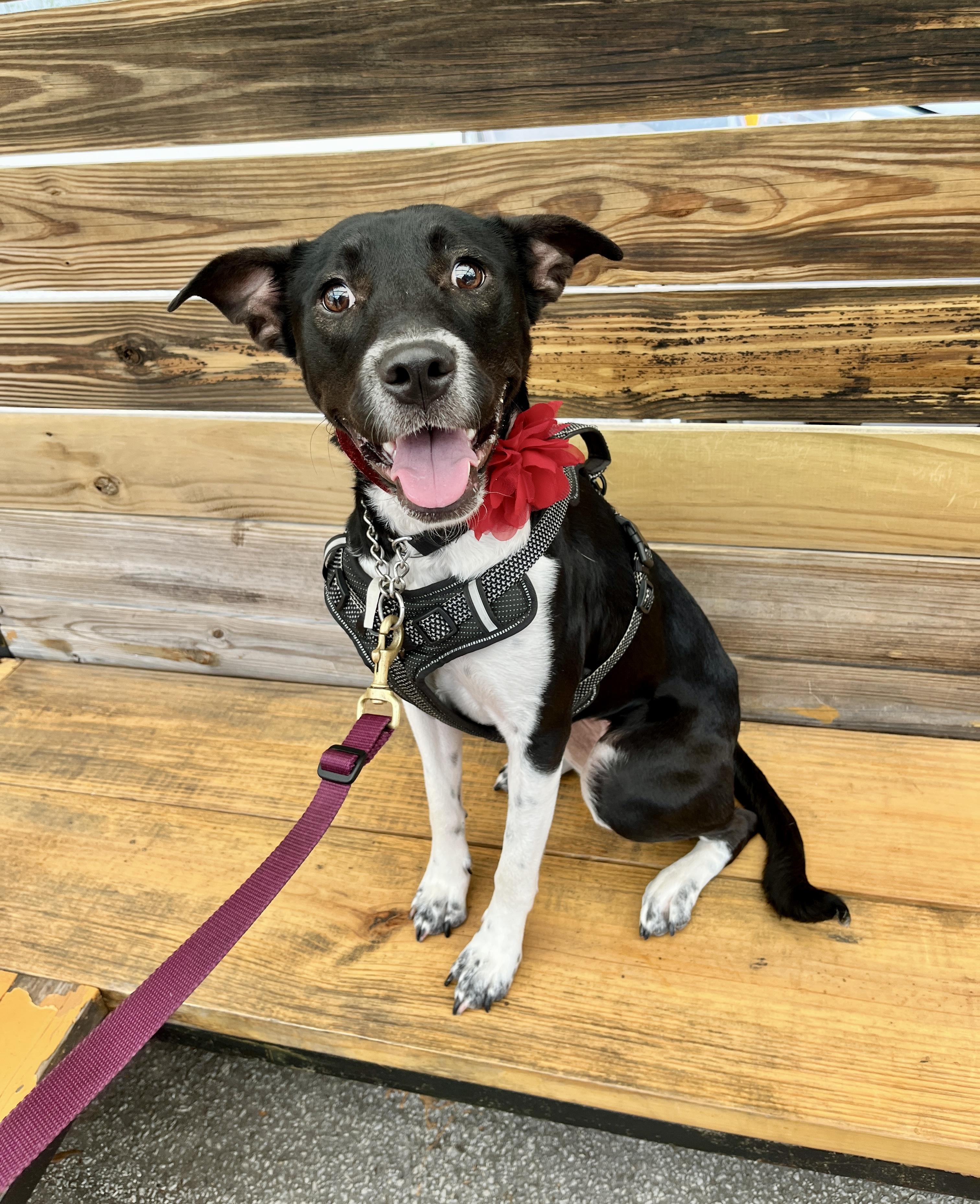 Enlarge Mikka, a Adoptable mixed breed in Houston, TX image 1/4