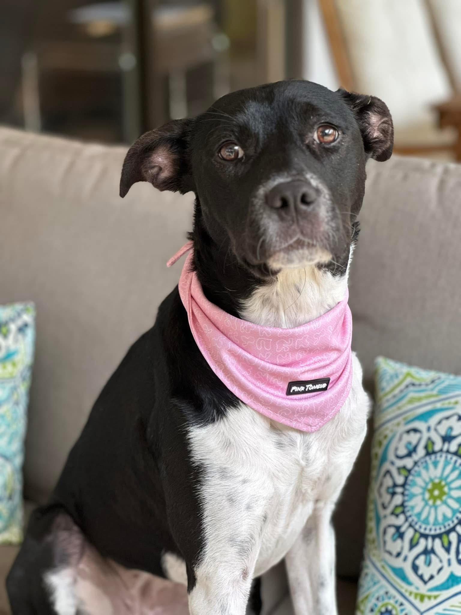 Enlarge Mikka, a Adoptable mixed breed in Houston, TX image 2/4