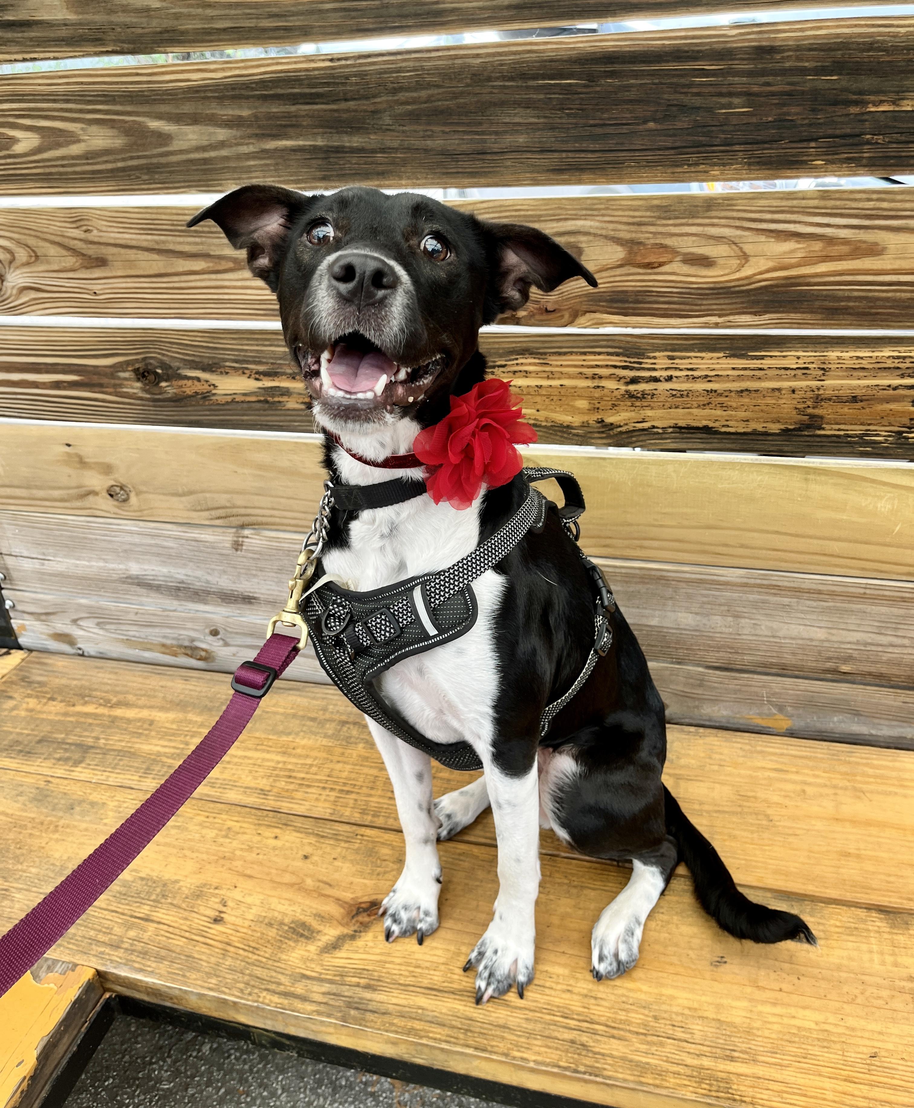 Enlarge Mikka, a Adoptable mixed breed in Houston, TX image 4/6