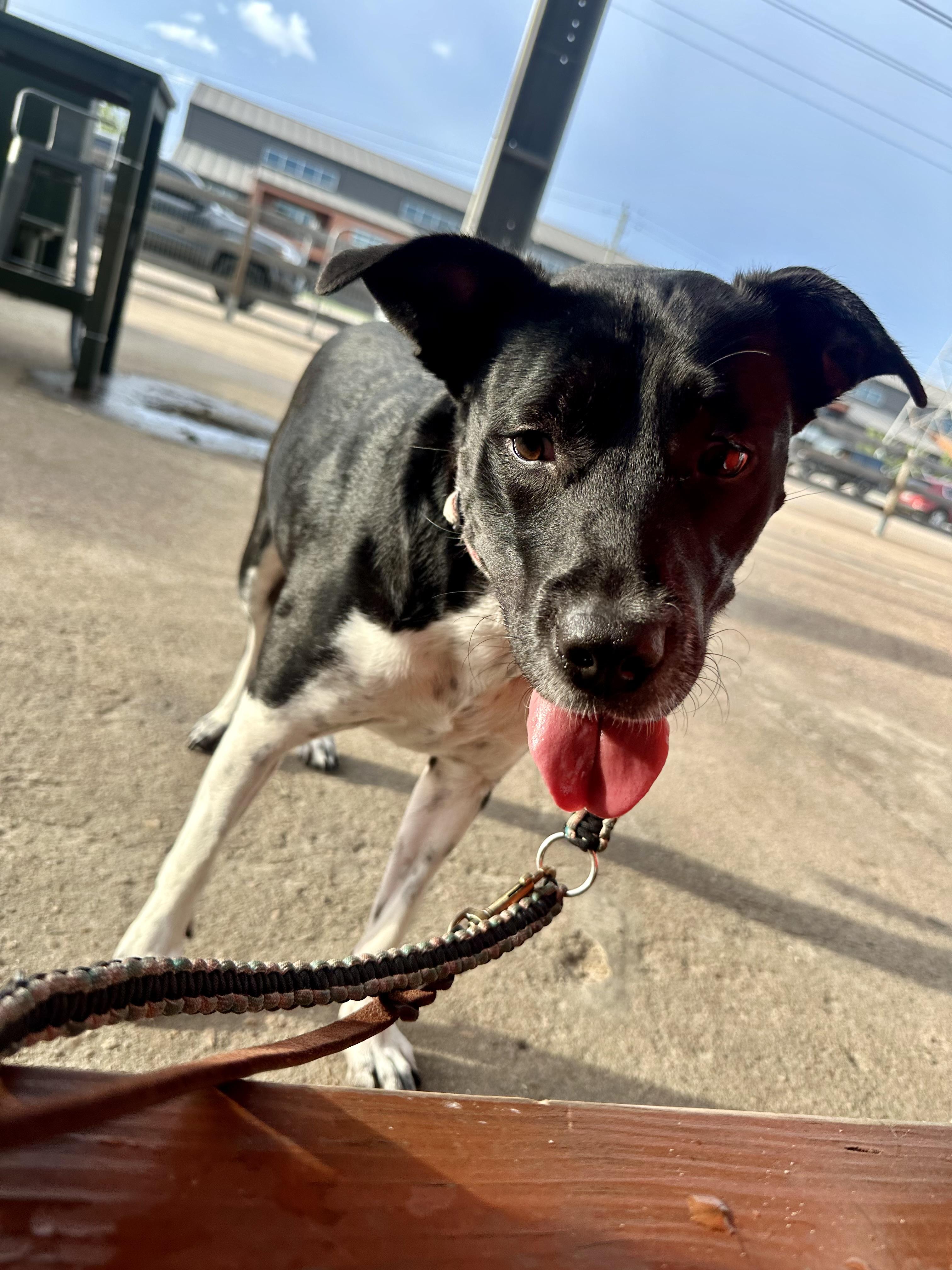 Enlarge Mikka, a Adoptable mixed breed in Houston, TX image 3/6
