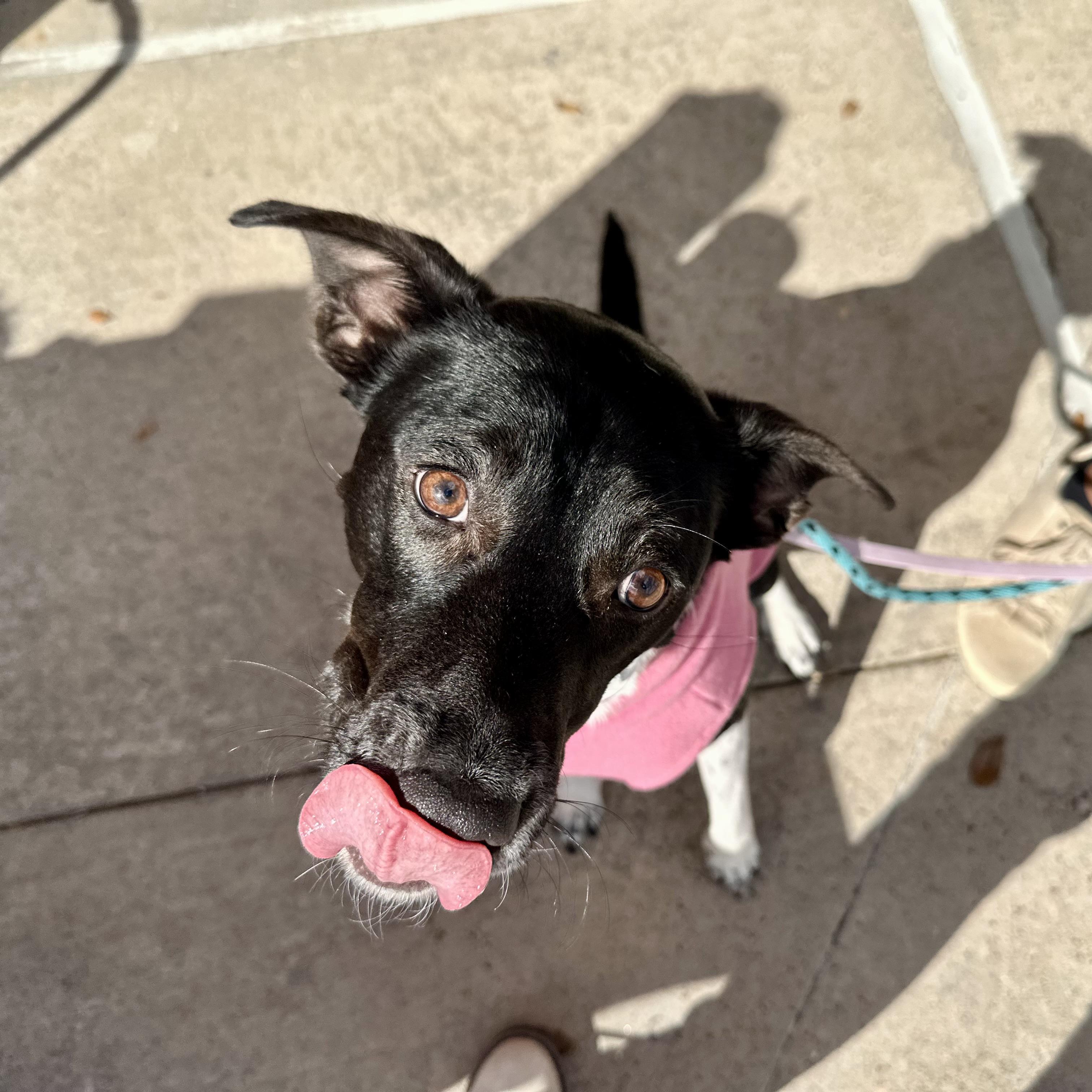 Enlarge Mikka, a Adoptable mixed breed in Houston, TX image 2/6