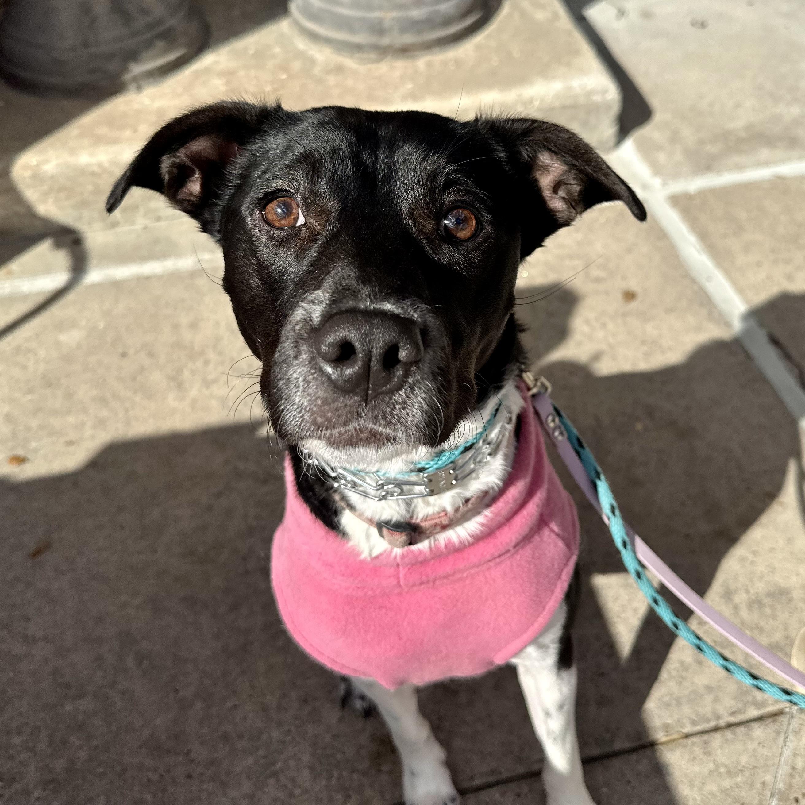 Enlarge Mikka, a Adoptable mixed breed in Houston, TX image 6/6