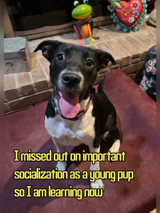 Enlarge Mikka, a Adoptable mixed breed in Houston, TX video 4/4