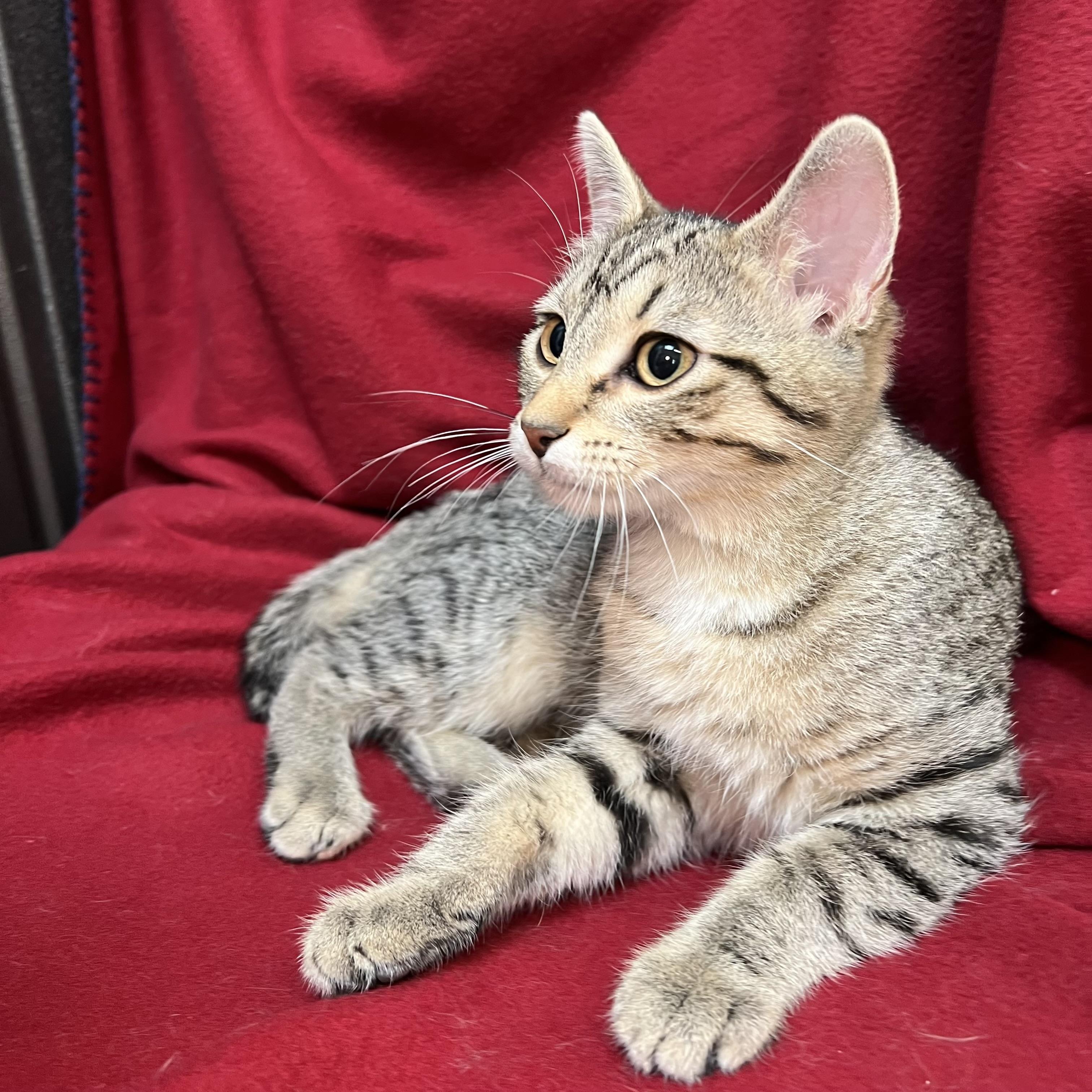 Enlarge Bumblebottom, an adopted Domestic Short Hair in Fairmont, MN image 2/6
