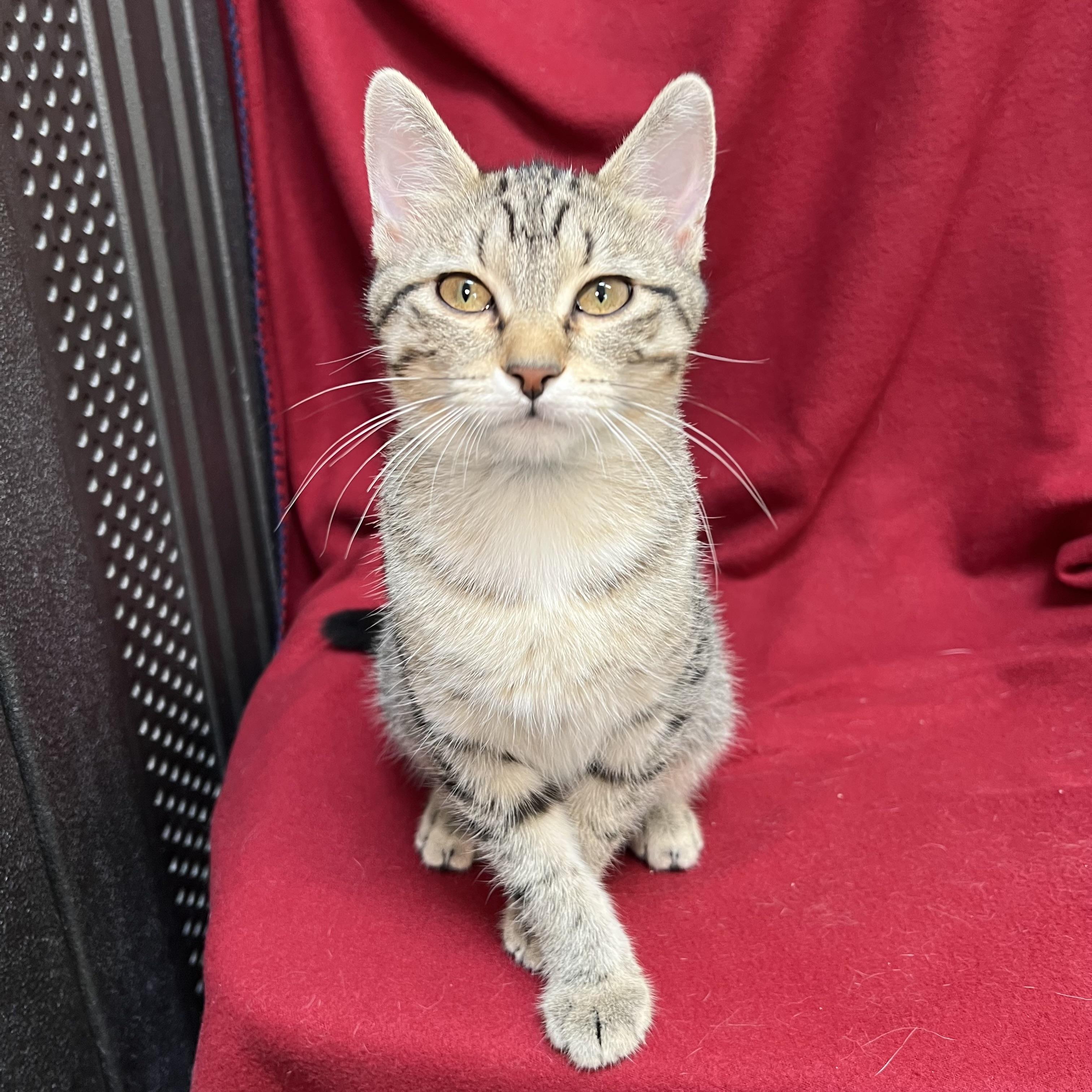 Bumblebottom, adopted, Kitten Female Domestic Short Hair.