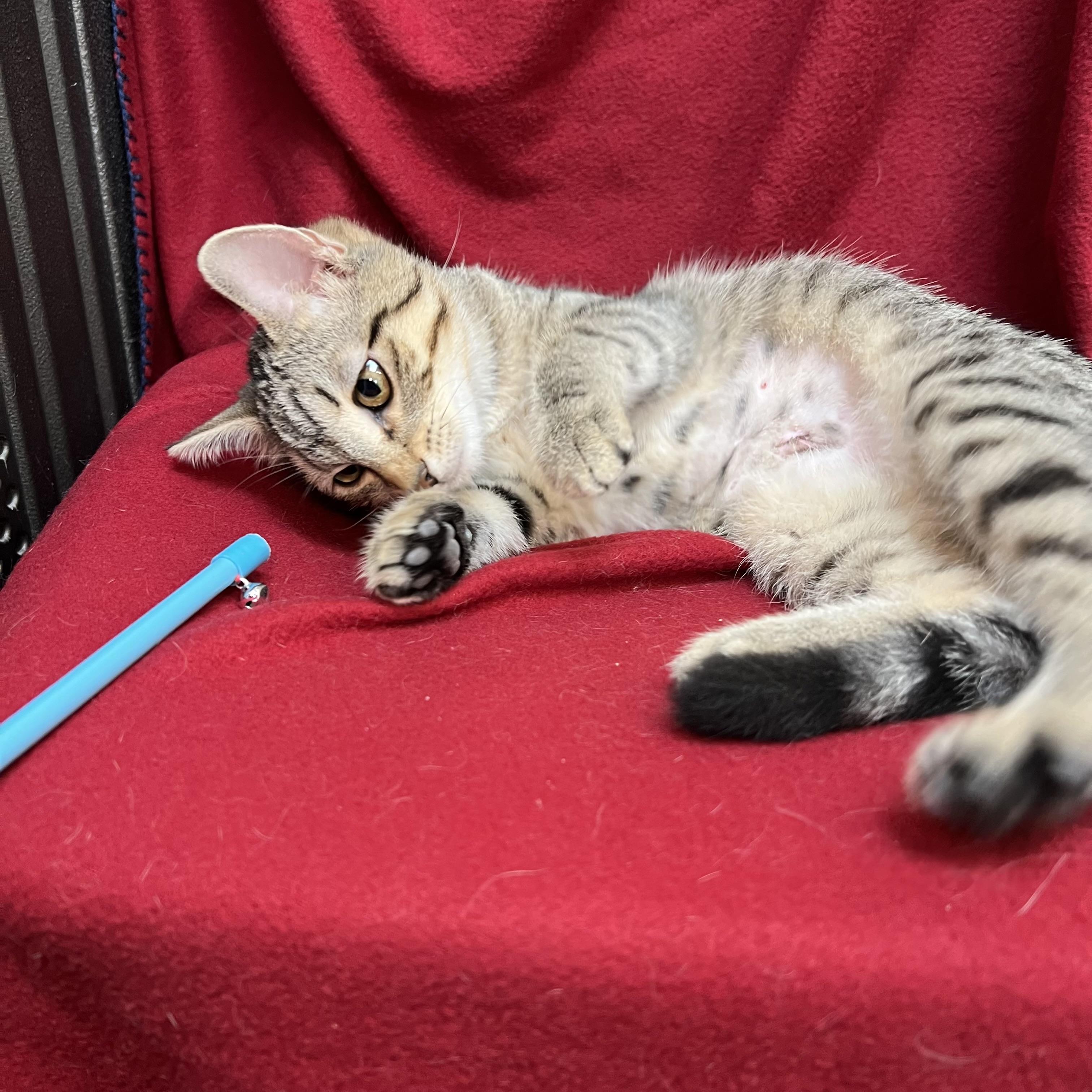 Enlarge Bumblebottom, an adopted Domestic Short Hair in Fairmont, MN image 3/6