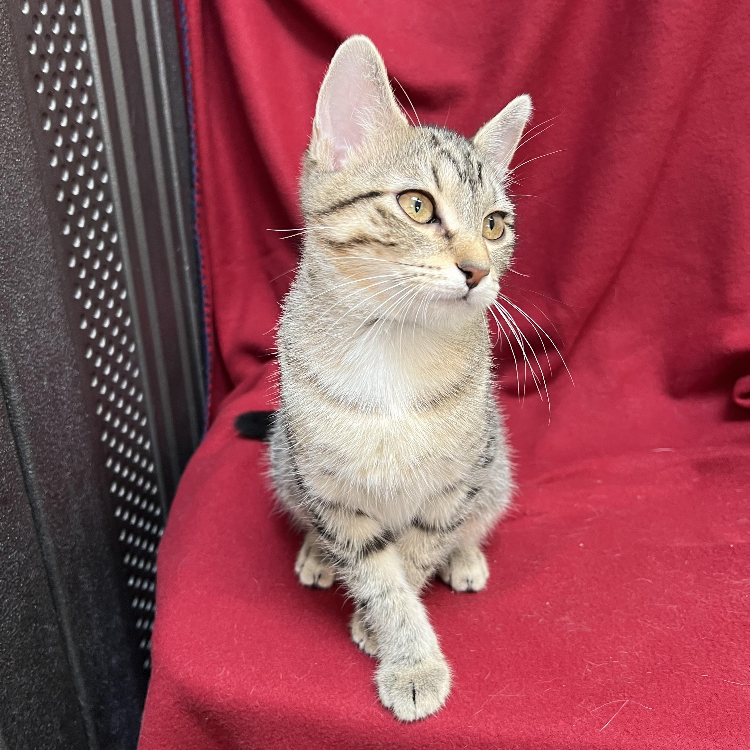 Enlarge Bumblebottom, an adopted Domestic Short Hair in Fairmont, MN image 4/6