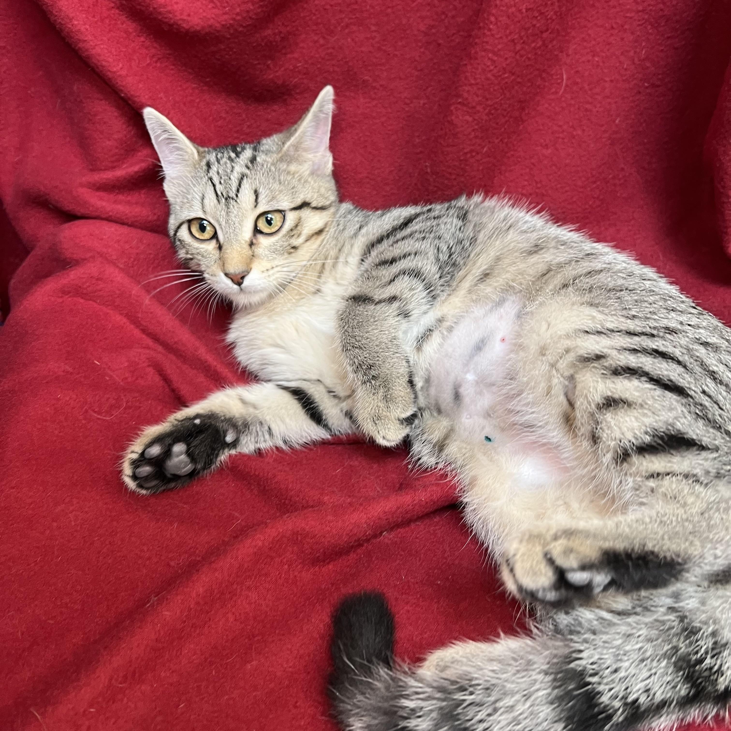 Enlarge Bumblebottom, an adopted Domestic Short Hair in Fairmont, MN image 5/6