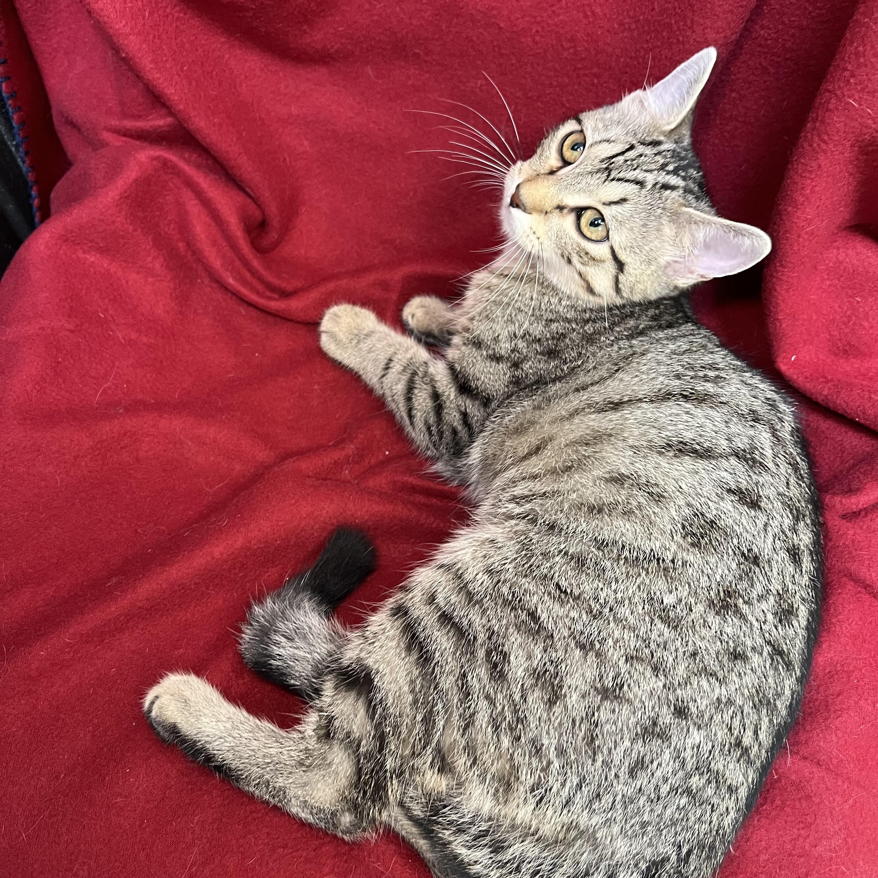Enlarge Bumblebottom, an adopted Domestic Short Hair in Fairmont, MN image 6/6