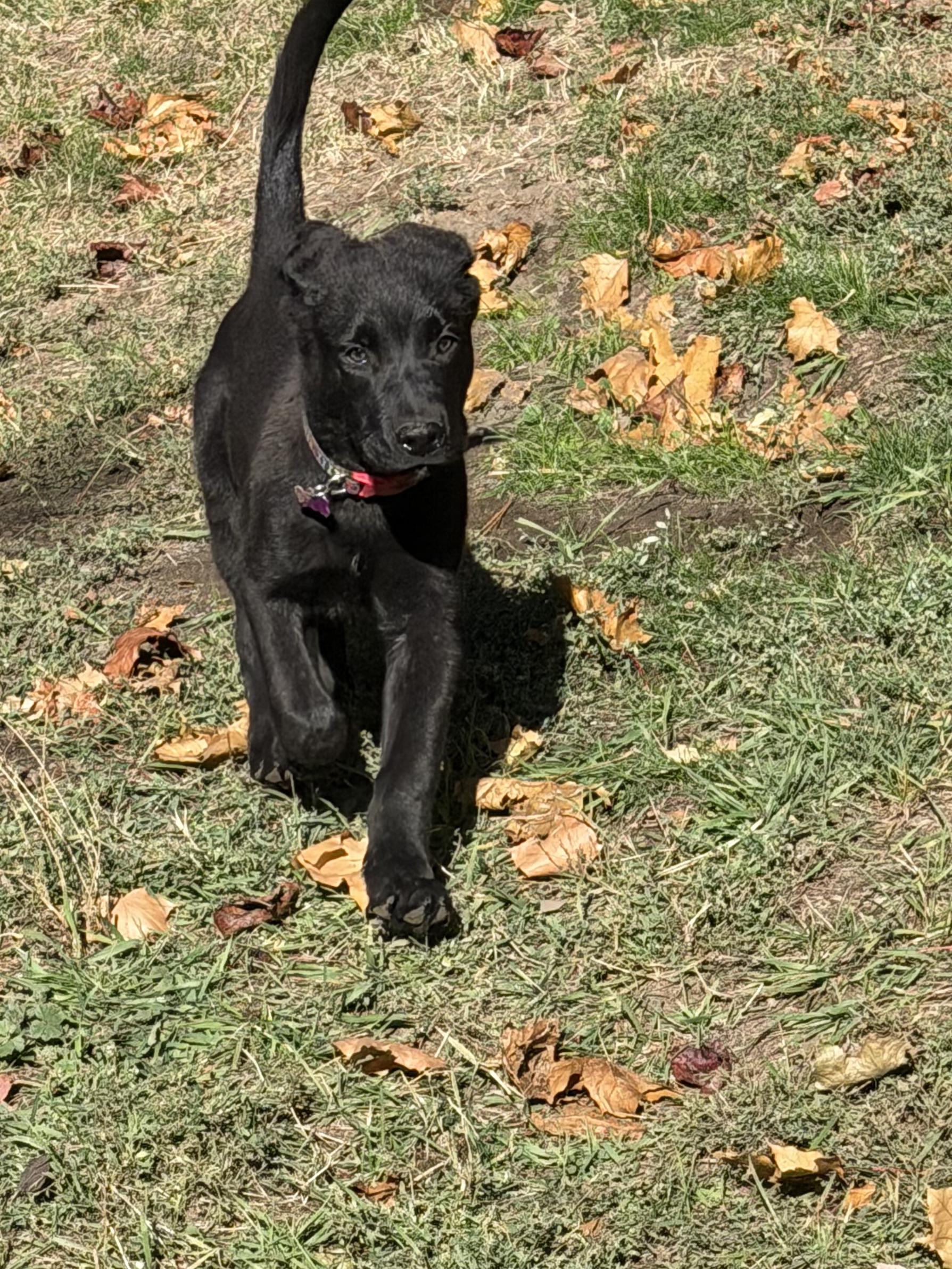 Enlarge Buddy, a Adoptable Black Labrador Retriever in Roslyn, WA image 4/5