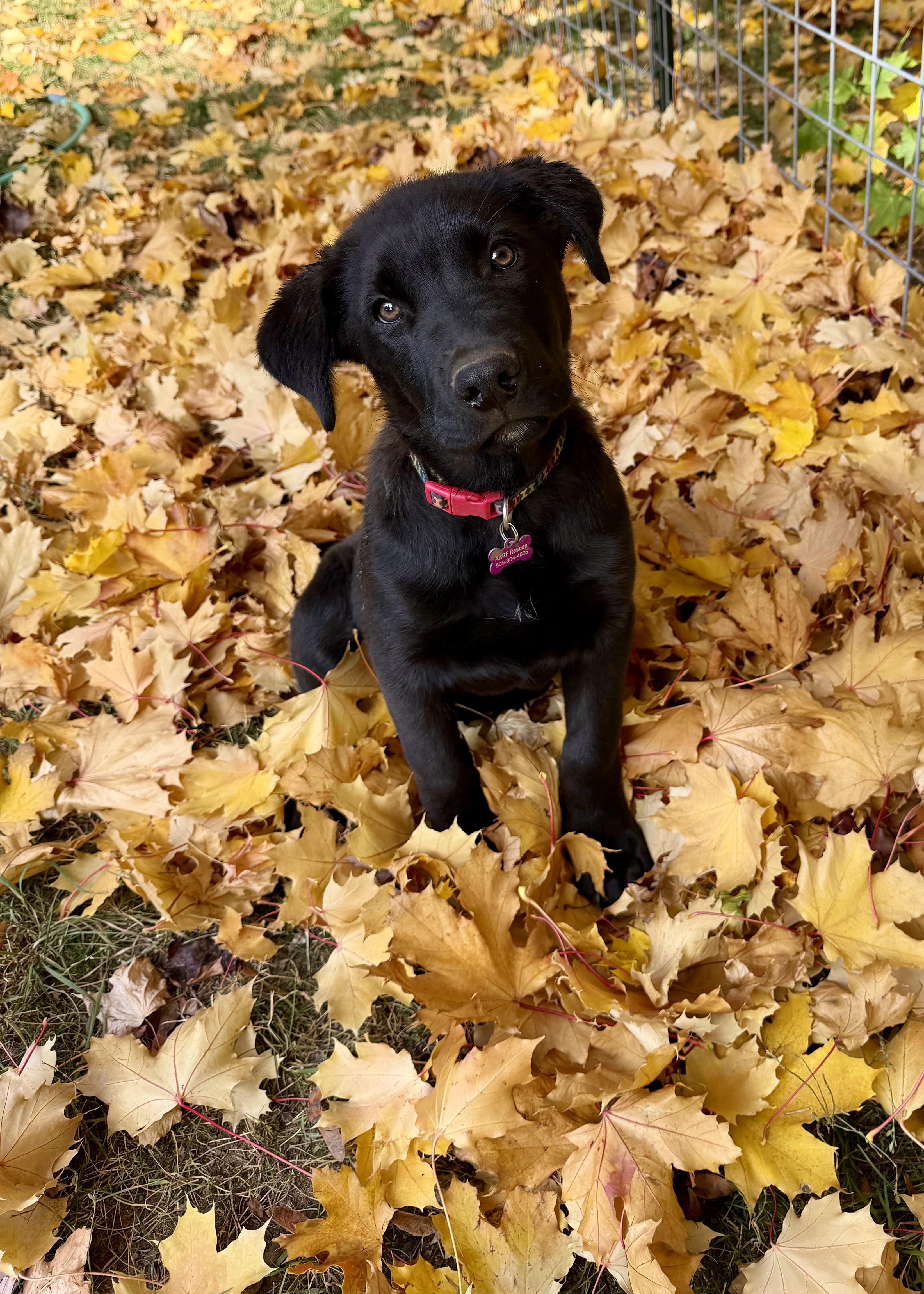 Buddy, Adoptable, Puppy Male Black Labrador Retriever.