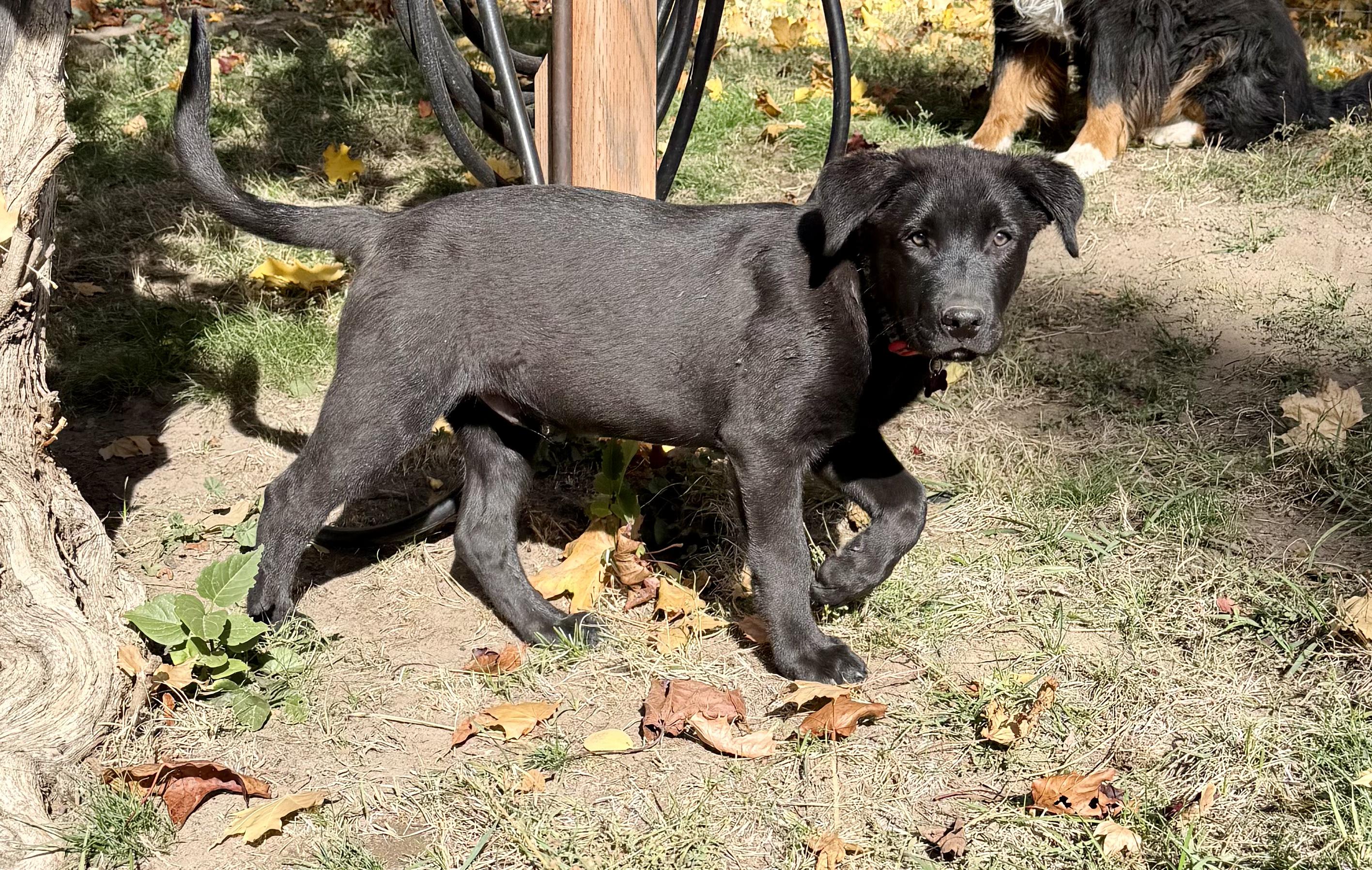 Enlarge Buddy, a Adoptable Black Labrador Retriever in Roslyn, WA image 2/5