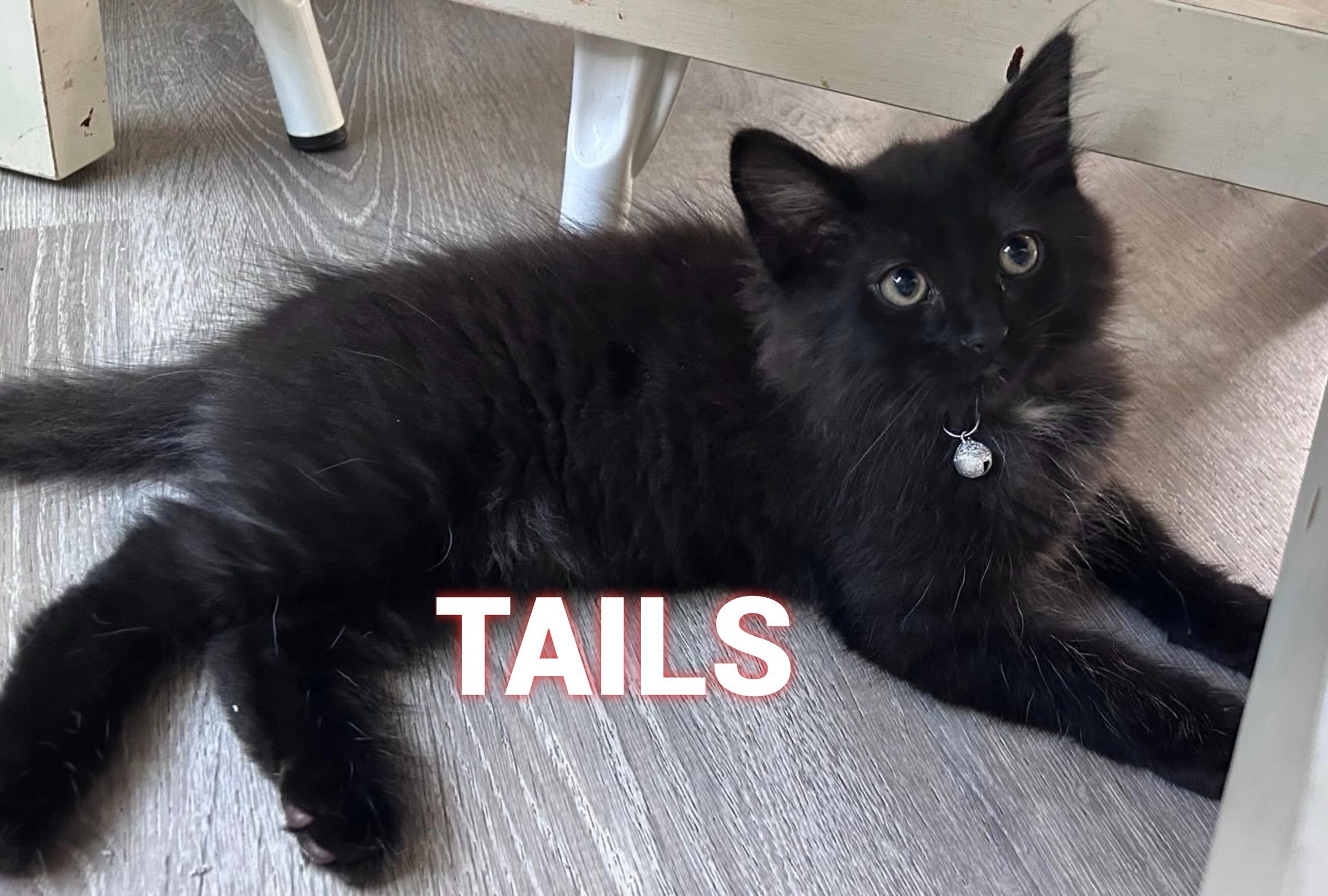 TAILS, Adopted, Kitten Male Domestic Long Hair.