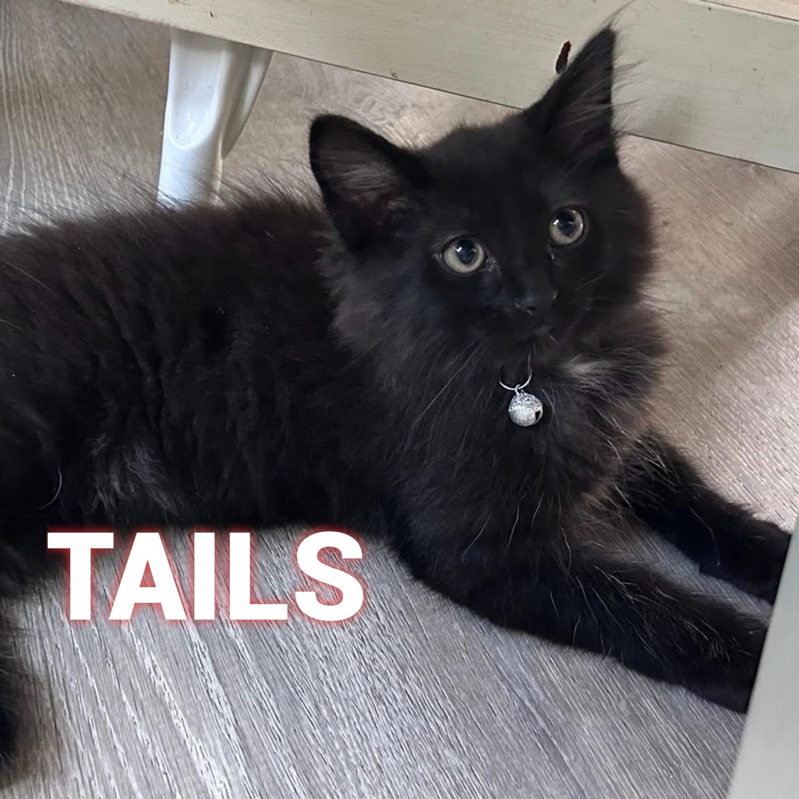 Enlarge TAILS, a Adopted Domestic Long Hair in Conway, SC image 2/2