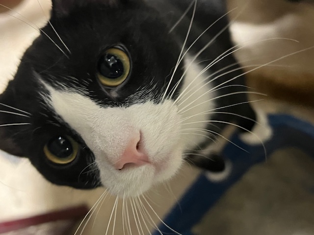 SPARK, a Adoptable Domestic Short Hair in Lake Ozark, MO image 1/3