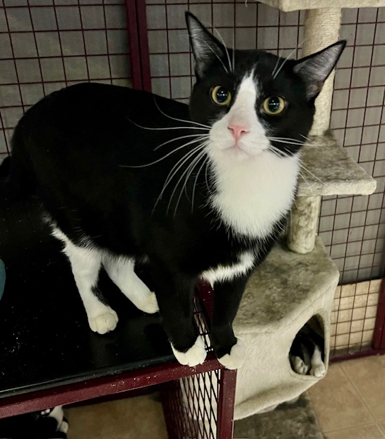 SPARK, a Adoptable Domestic Short Hair in Lake Ozark, MO image 2/3