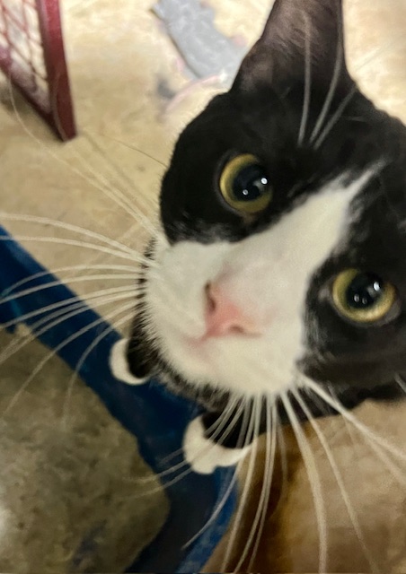 SPARK, a Adoptable Domestic Short Hair in Lake Ozark, MO image 3/3