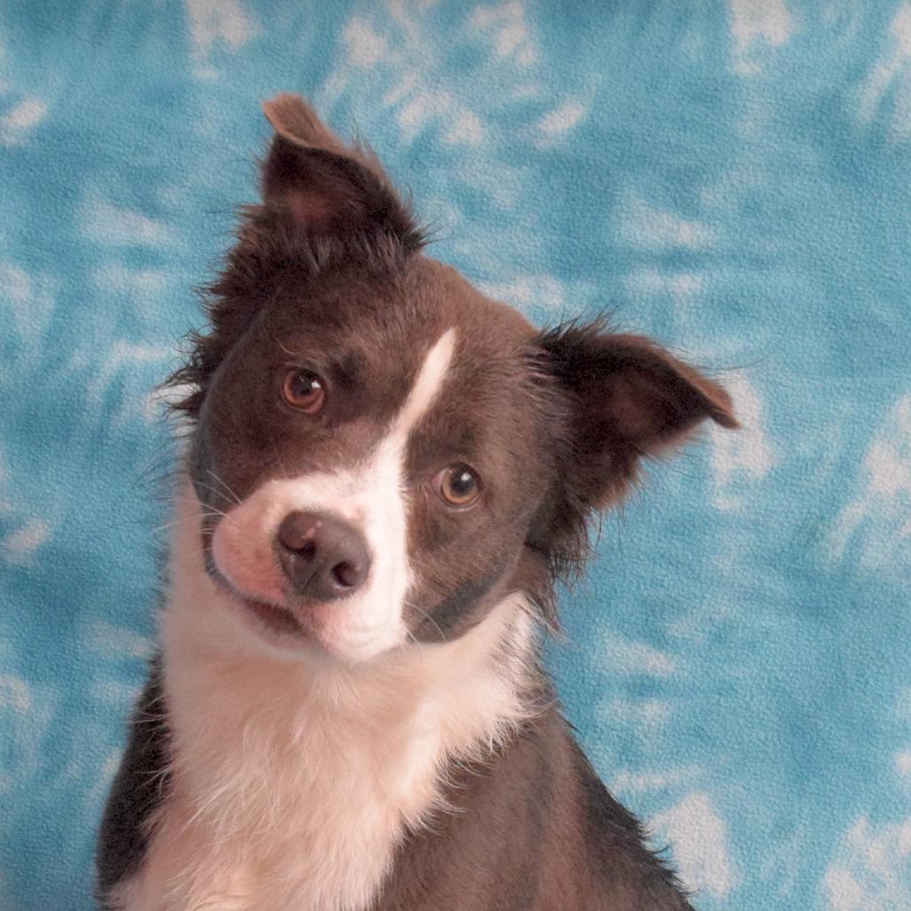 Enlarge Calvin, a Adoptable Border Collie in Eureka, CA image 1/3