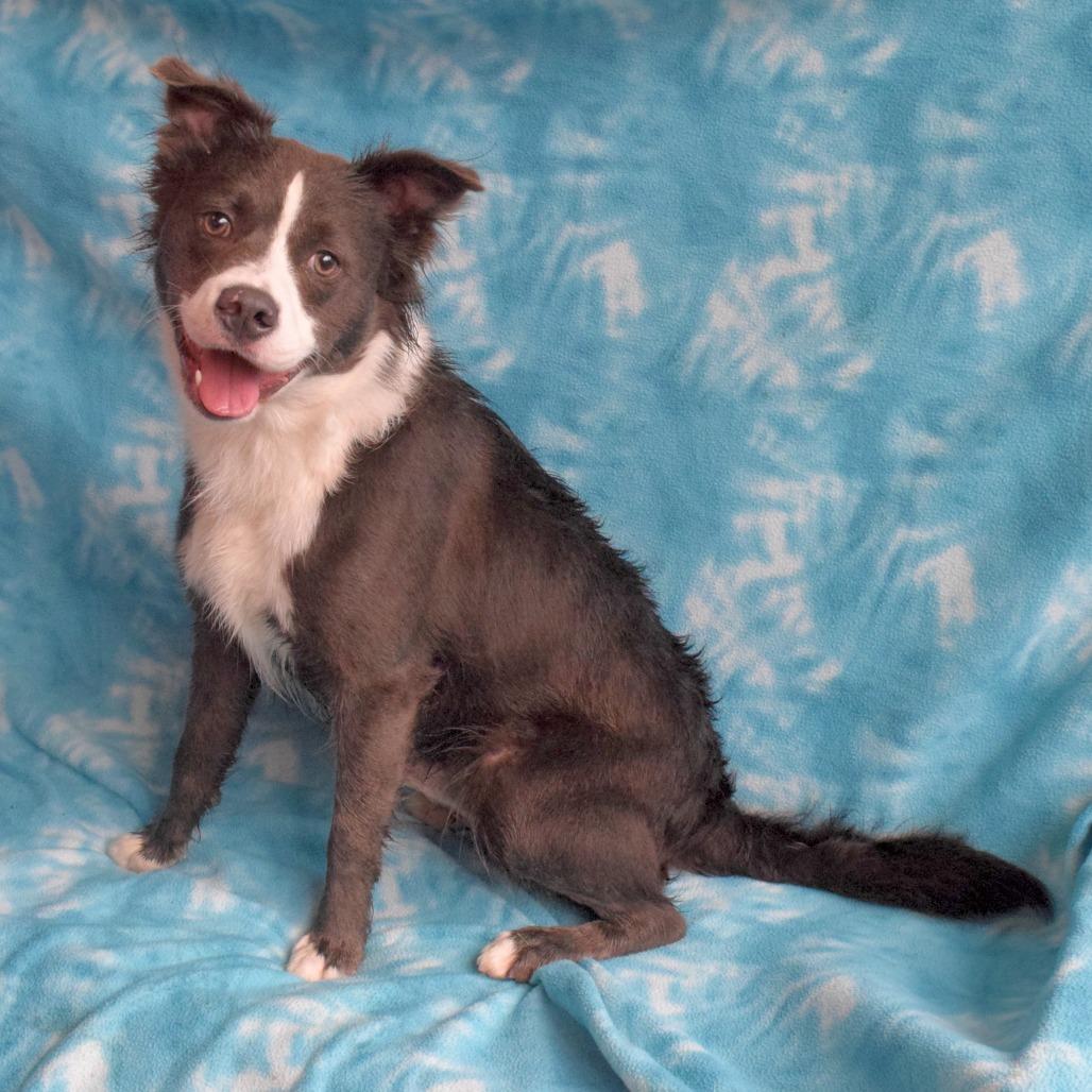 Enlarge Calvin, a Adoptable Border Collie in Eureka, CA image 2/3