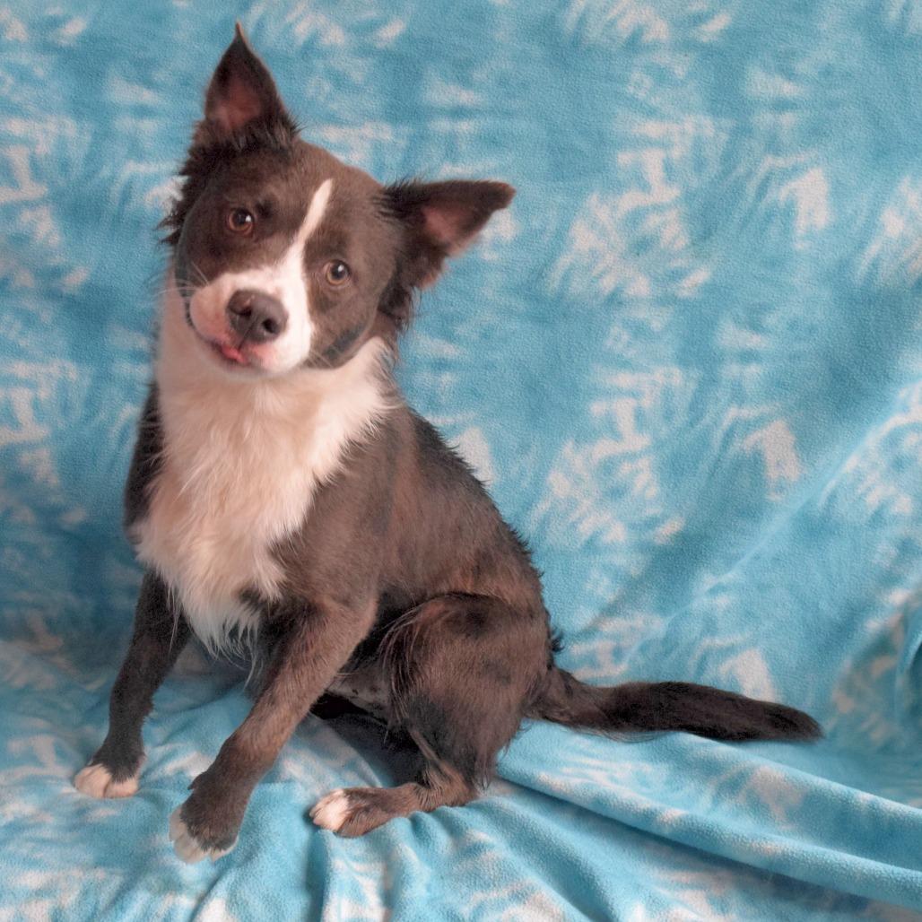 Enlarge Calvin, a Adoptable Border Collie in Eureka, CA image 3/3