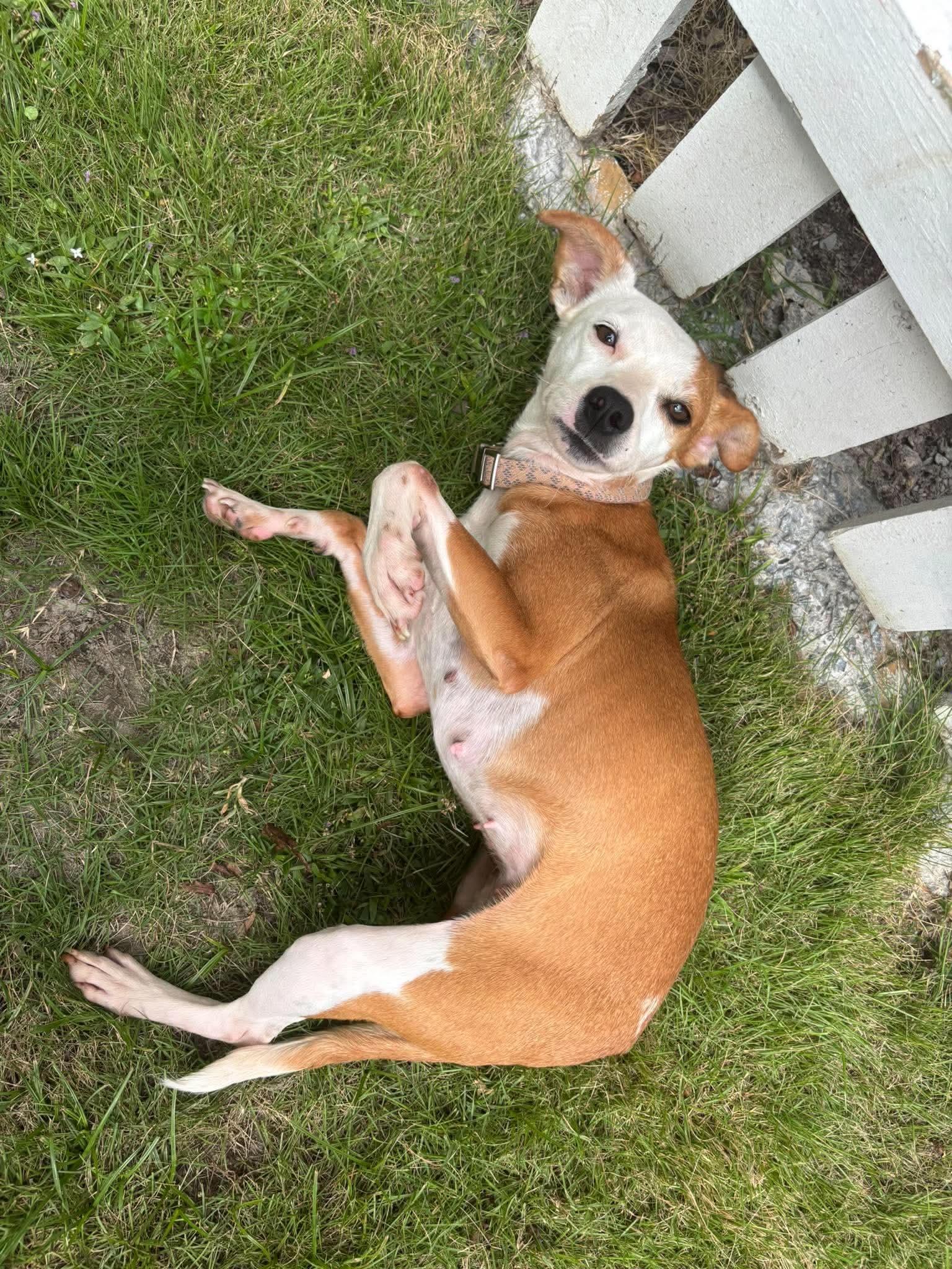 Enlarge Remy, a Adoptable mixed breed in Wando, SC image 4/5