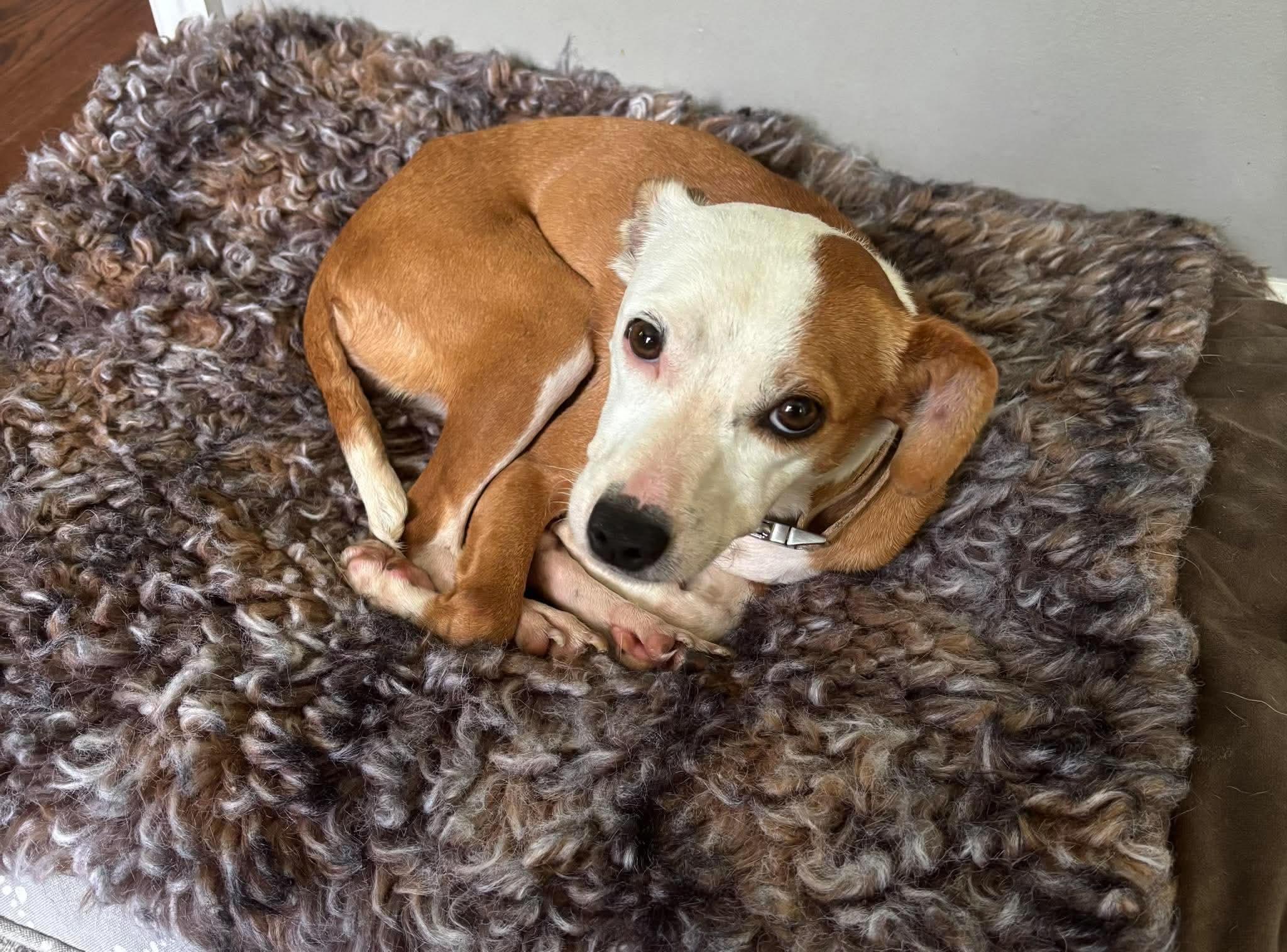 Enlarge Remy, a Adoptable mixed breed in Wando, SC image 1/5