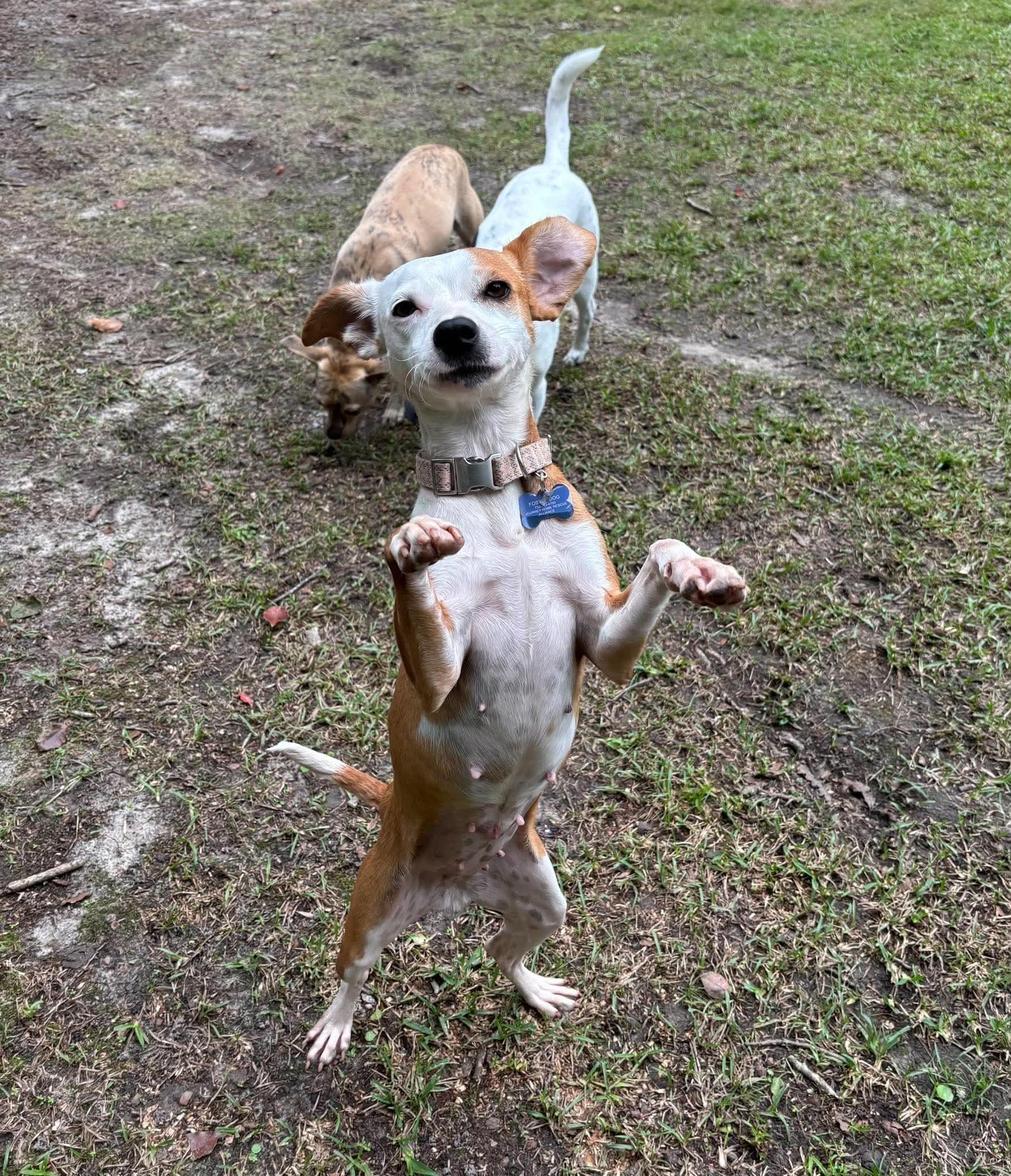 Enlarge Remy, a Adoptable mixed breed in Wando, SC image 2/5