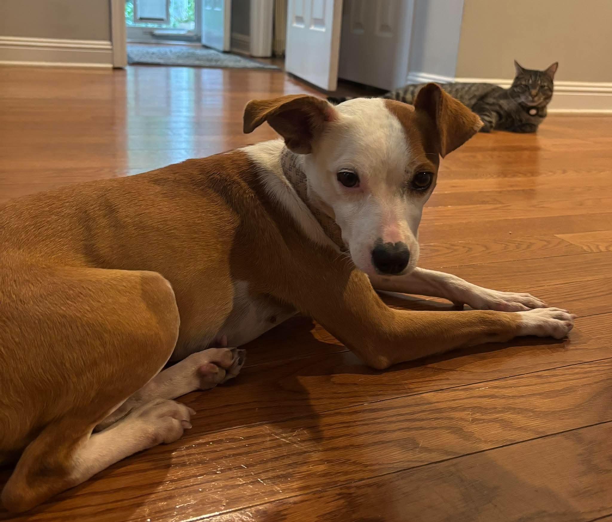 Enlarge Remy, a Adoptable mixed breed in Wando, SC image 5/5